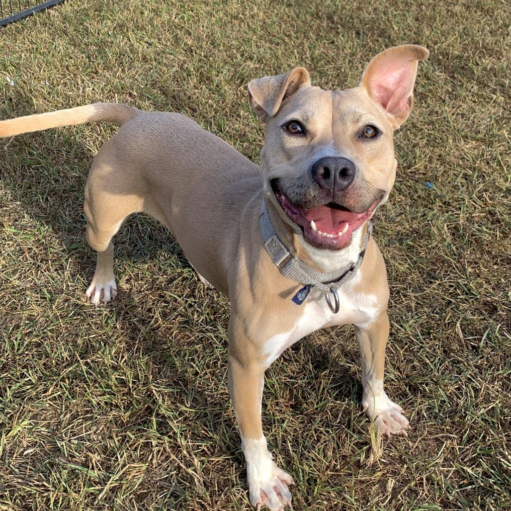 Pippa 01-1426, a Adoptable American Staffordshire Terrier in Tyrone, GA image 6/6