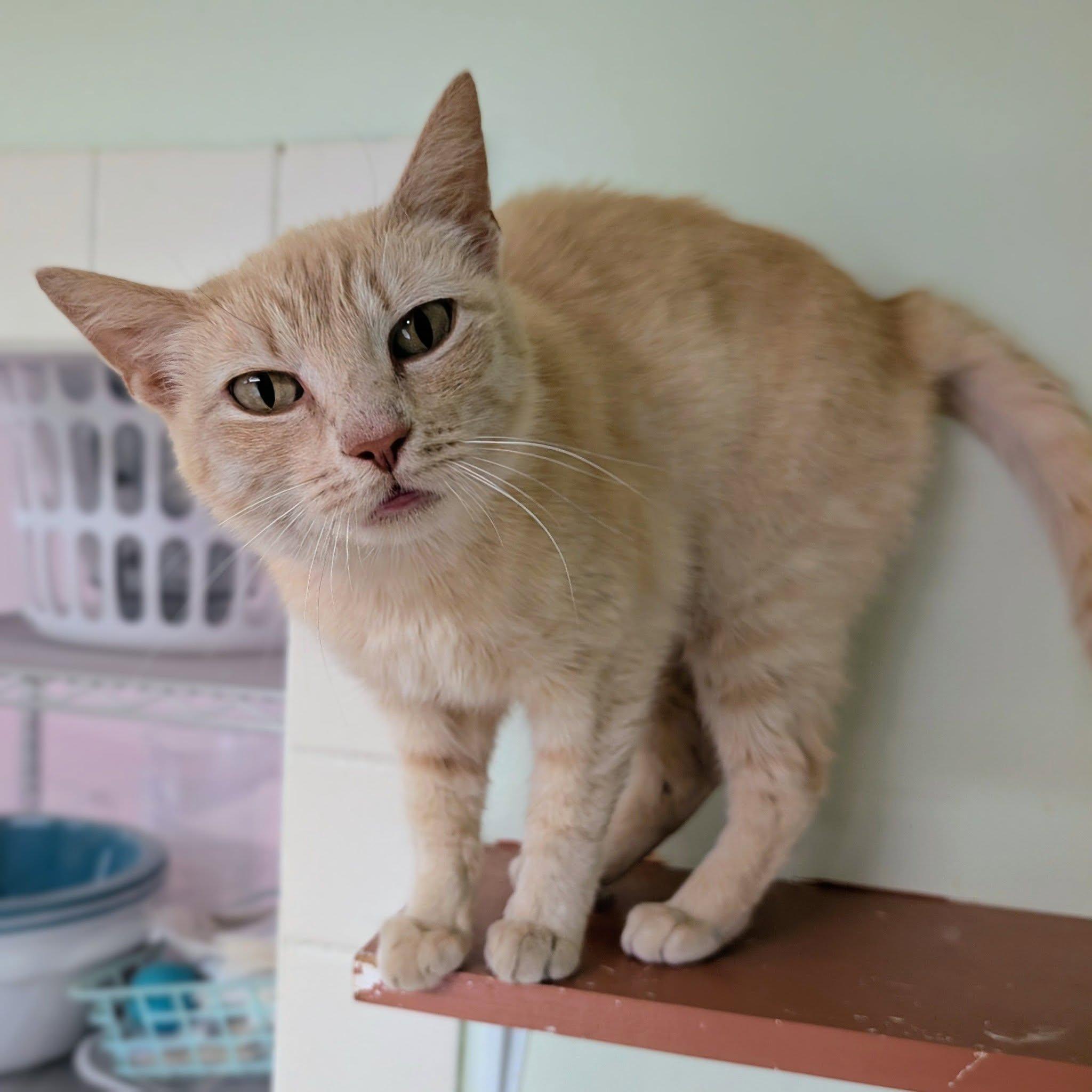 Abileen, ADOPTABLE, Adult Female Domestic Short Hair.