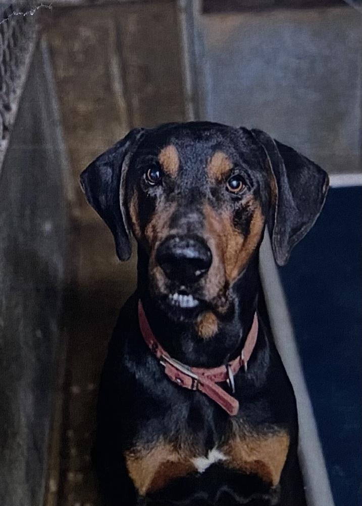 Enlarge Stallone, a Adoptable mixed breed in Fort Madison, IA image 1/1