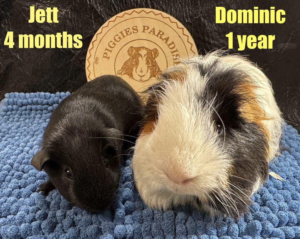 Jett & Dominic, Young Male Guinea Pig
