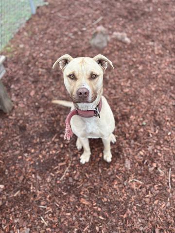 BONDS, Adoptable, Young Male Pit Bull Terrier & Mixed Breed.
