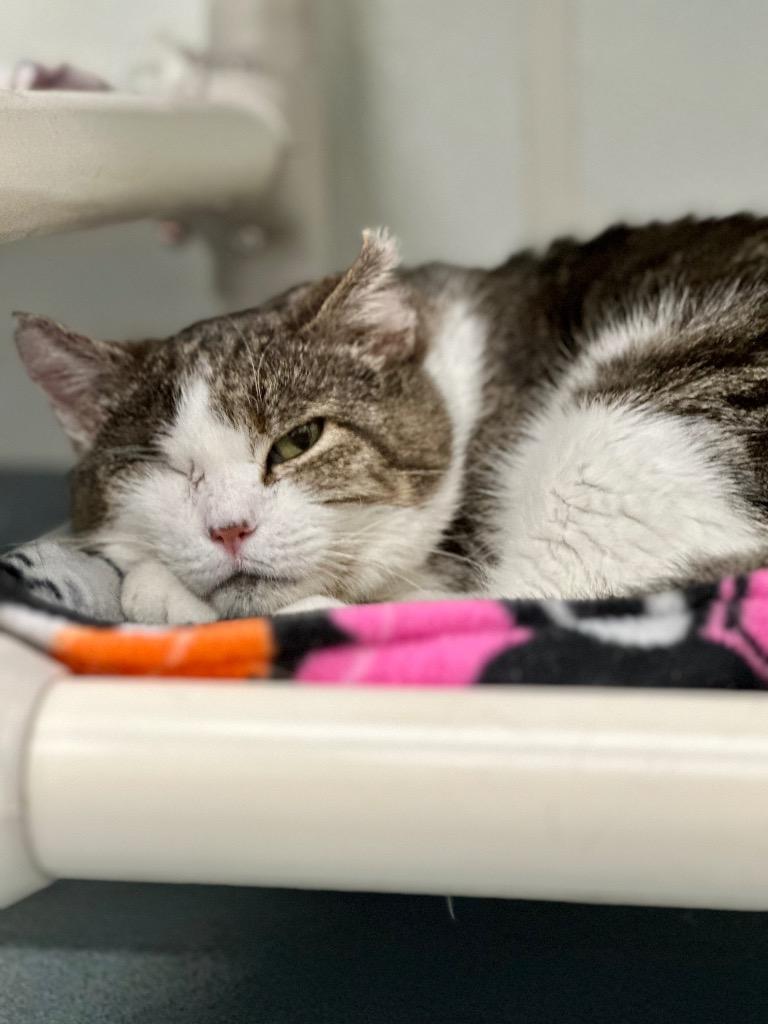 Enlarge Vito, a Adoptable mixed breed in Cumberland, ME image 2/6