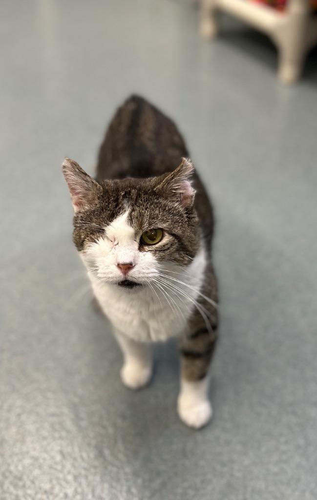 Enlarge Vito, a Adoptable mixed breed in Cumberland, ME image 3/6