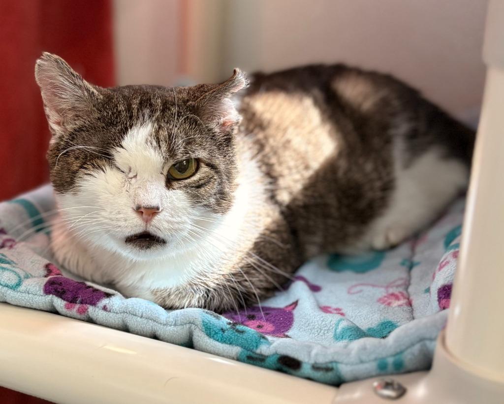 Enlarge Vito, a Adoptable mixed breed in Cumberland, ME image 5/6