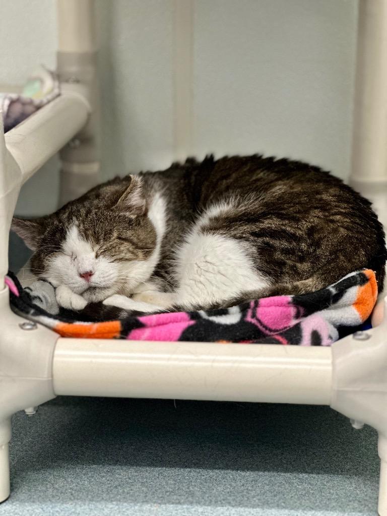 Enlarge Vito, a Adoptable mixed breed in Cumberland, ME image 6/6