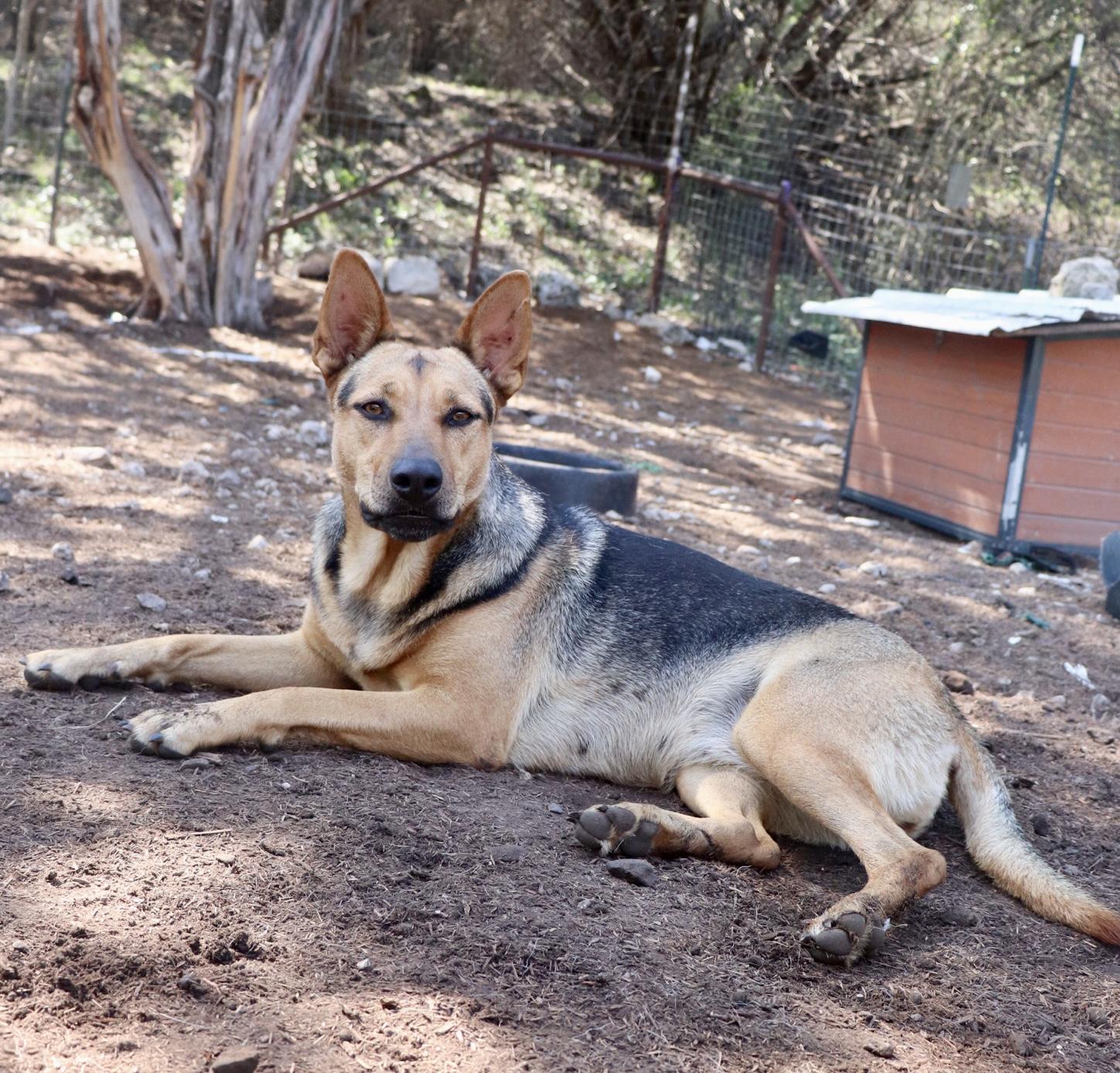 Enlarge Delilah, a Adoptable mixed breed in Leakey, TX image 5/6