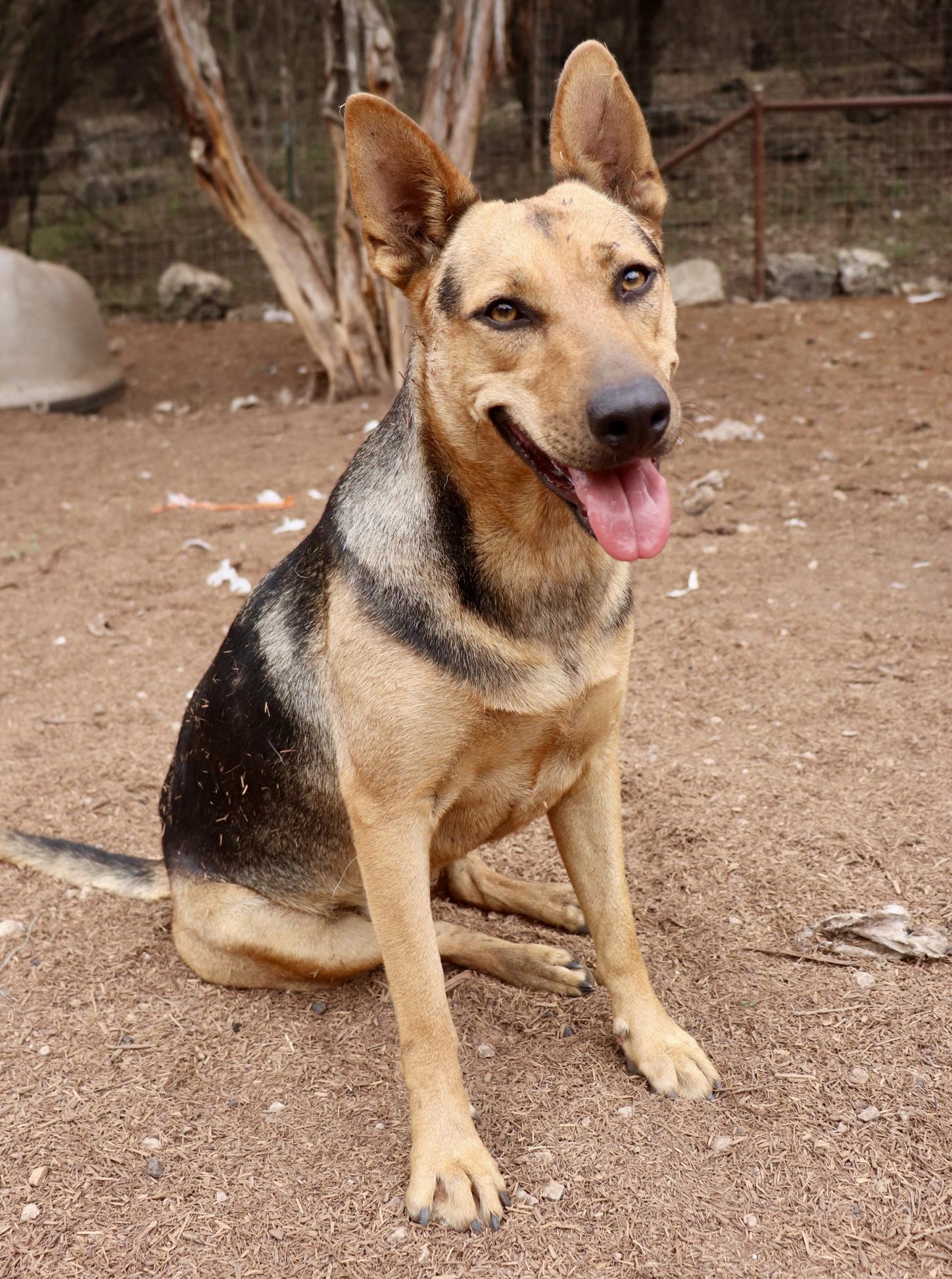 Enlarge Delilah, a Adoptable mixed breed in Leakey, TX image 1/6