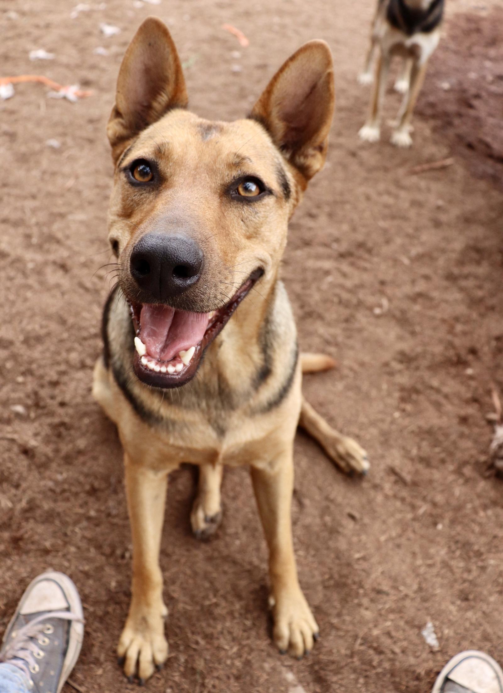 Enlarge Delilah, a Adoptable mixed breed in Leakey, TX image 4/6
