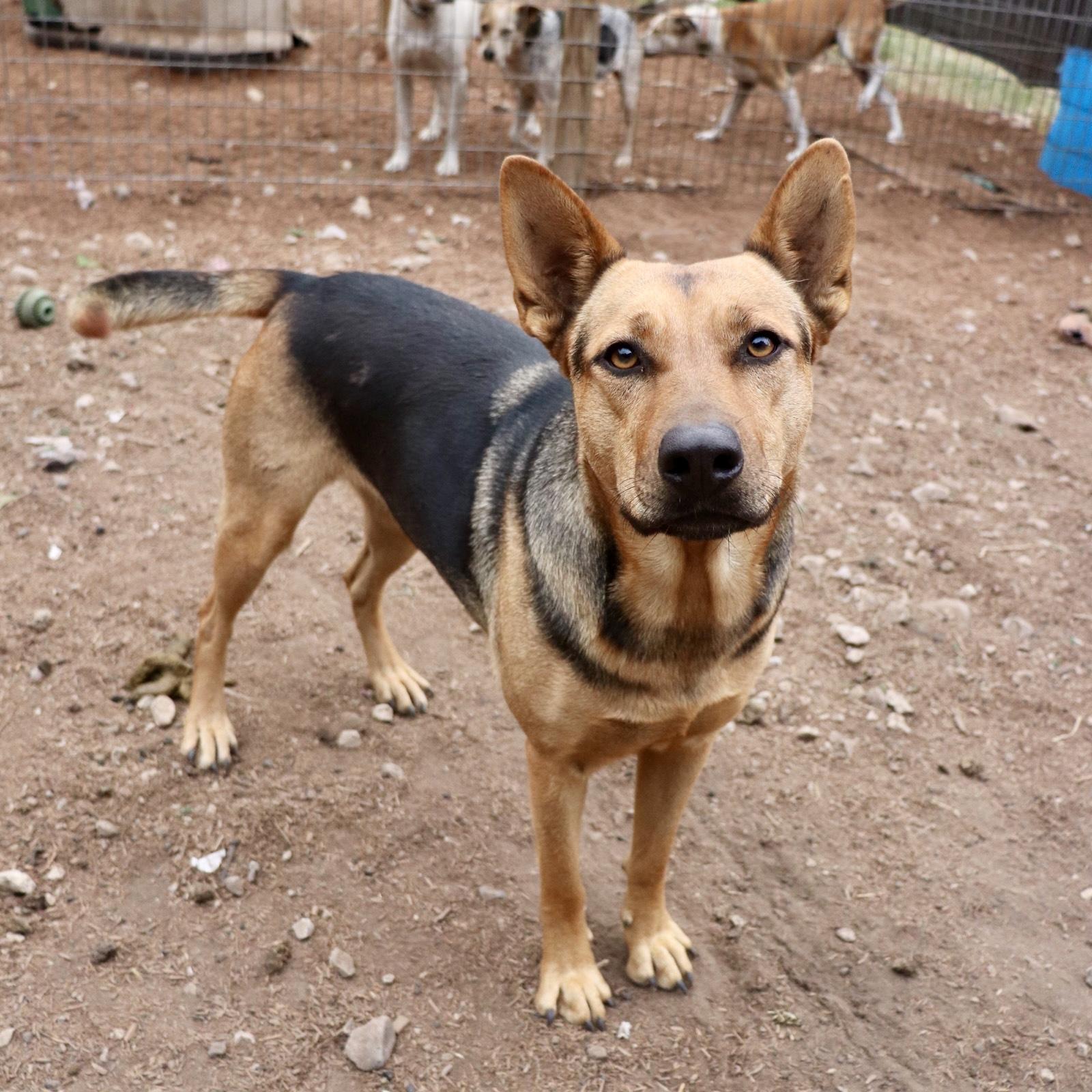 Enlarge Delilah, a Adoptable mixed breed in Leakey, TX image 3/6