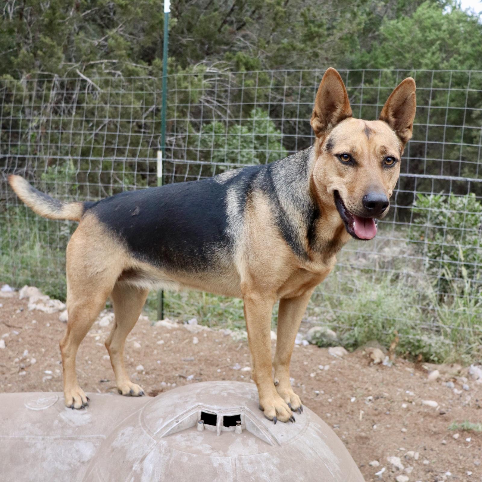 Enlarge Delilah, a Adoptable mixed breed in Leakey, TX image 6/6