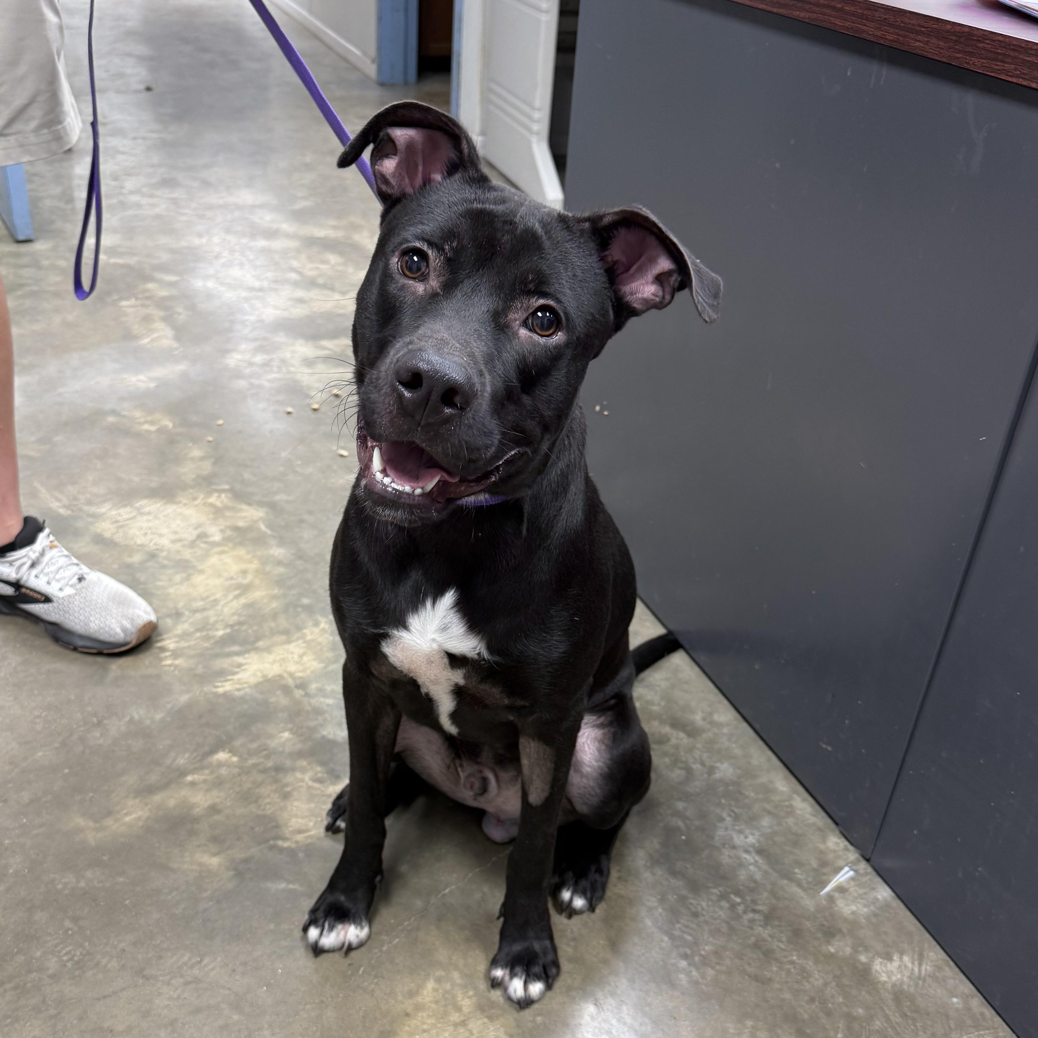 Enlarge Terry, a Adopted mixed breed in Hyannis, MA image 4/6