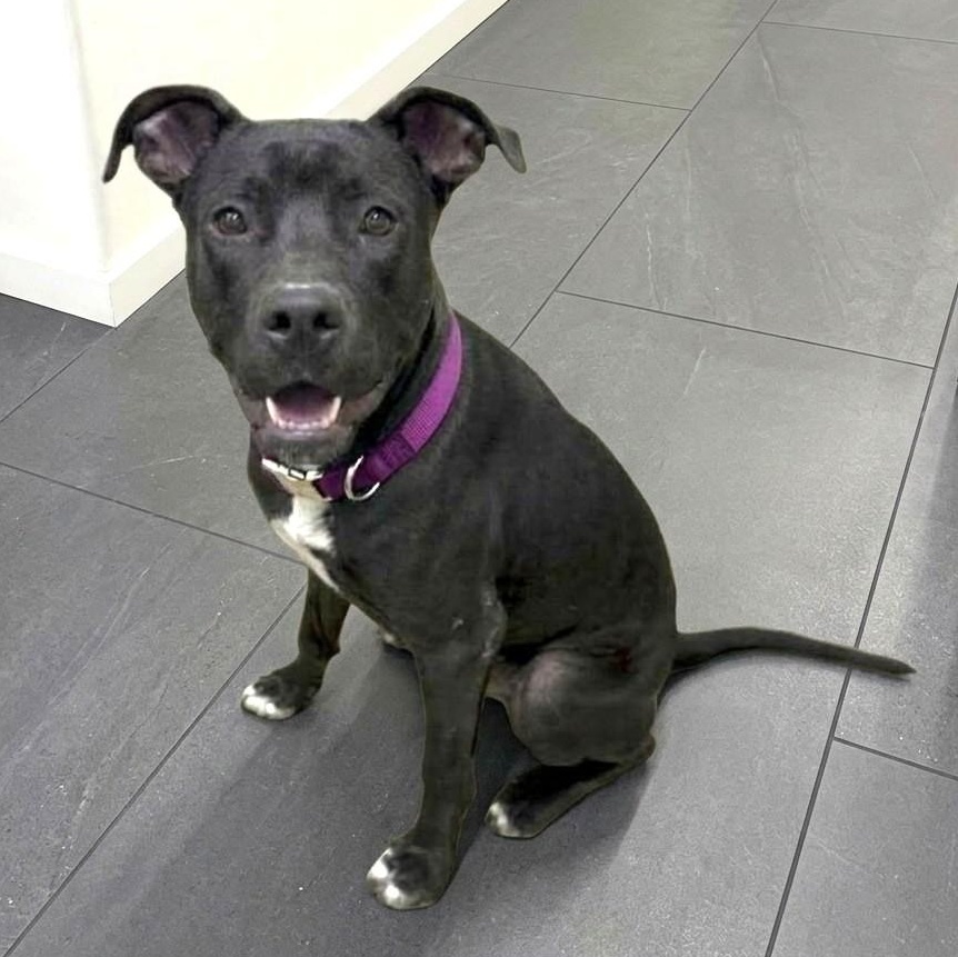 Terry, Adopted, Young Male Pit Bull Terrier & Labrador Retriever.