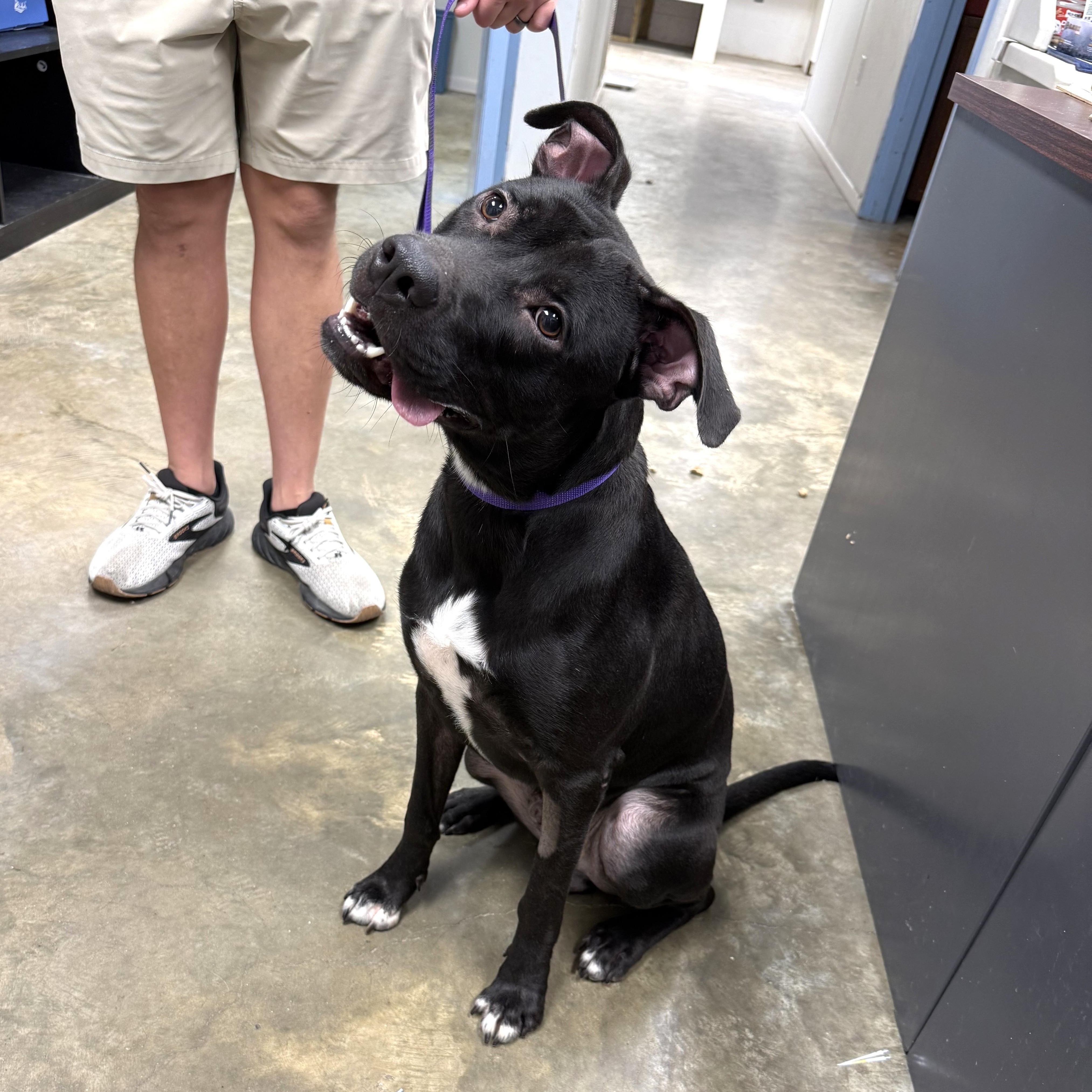 Enlarge Terry, a Adopted mixed breed in Hyannis, MA image 6/6