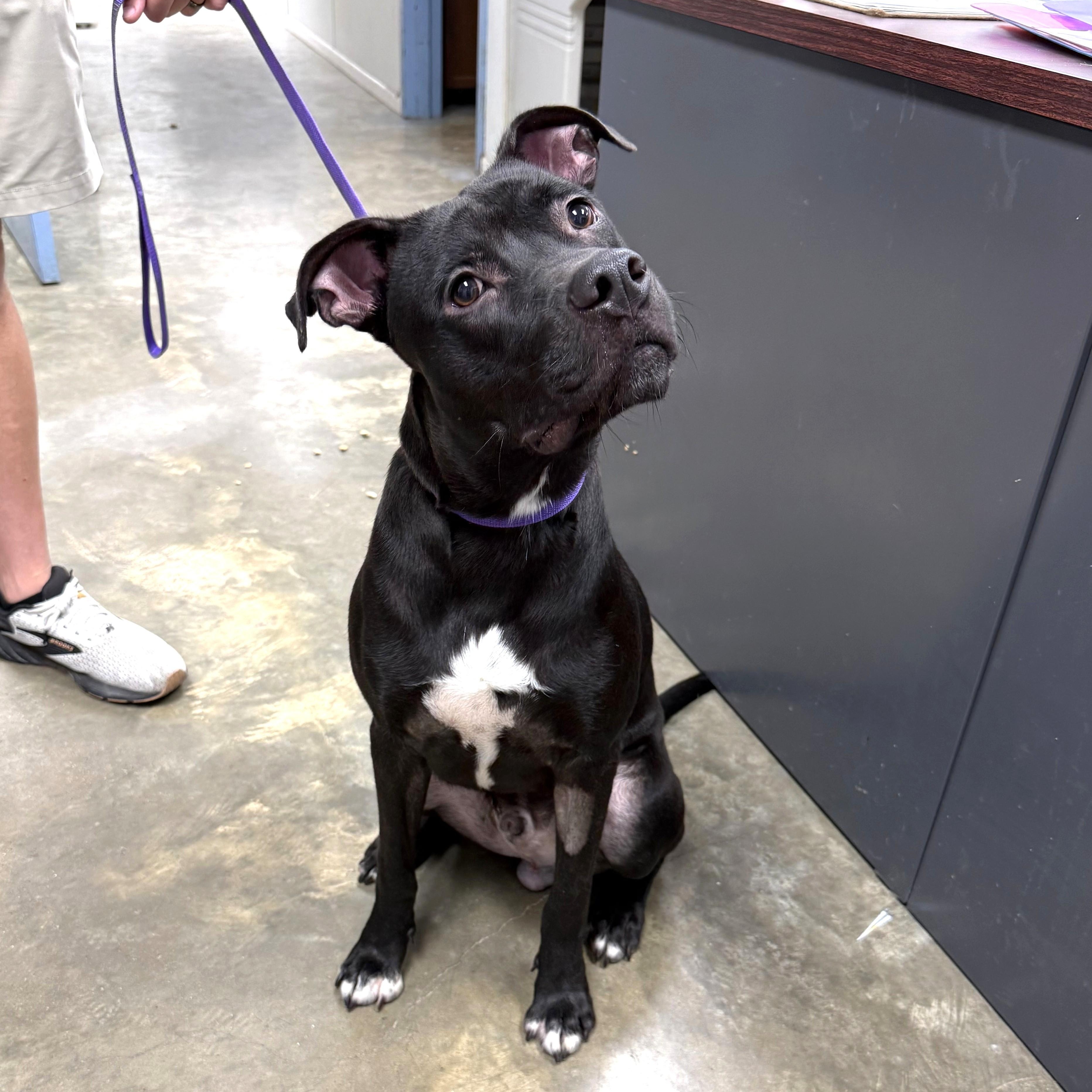 Enlarge Terry, a Adopted mixed breed in Hyannis, MA image 5/6