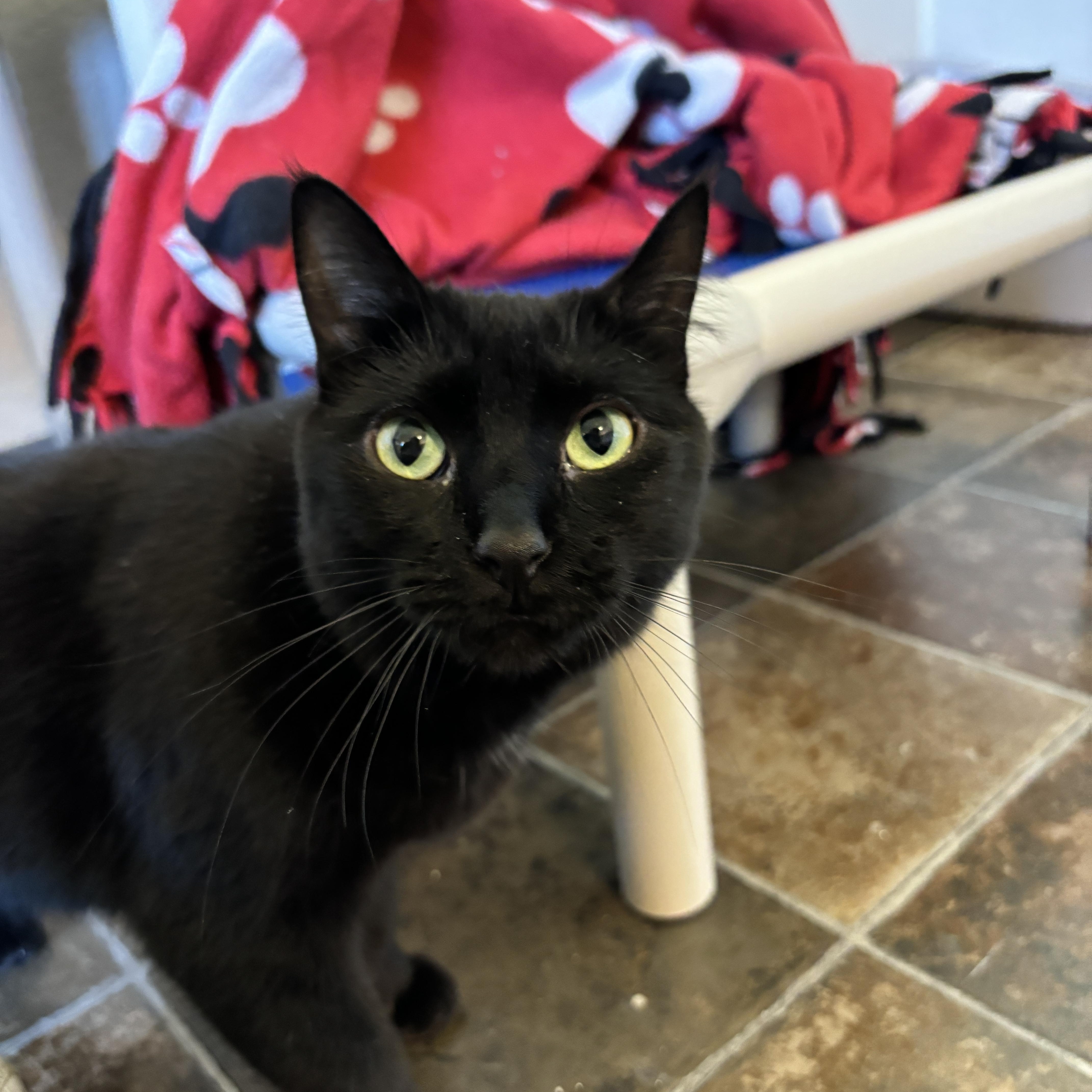 Taffy, a Adoptable Domestic Short Hair in Ridgway, CO image 6/6