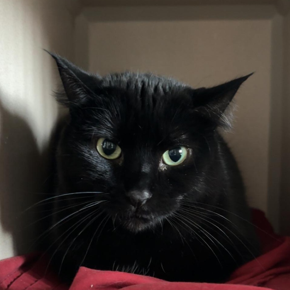 Taffy, an adoptable Domestic Short Hair in Ridgway, CO, 81432 | Photo Image 5