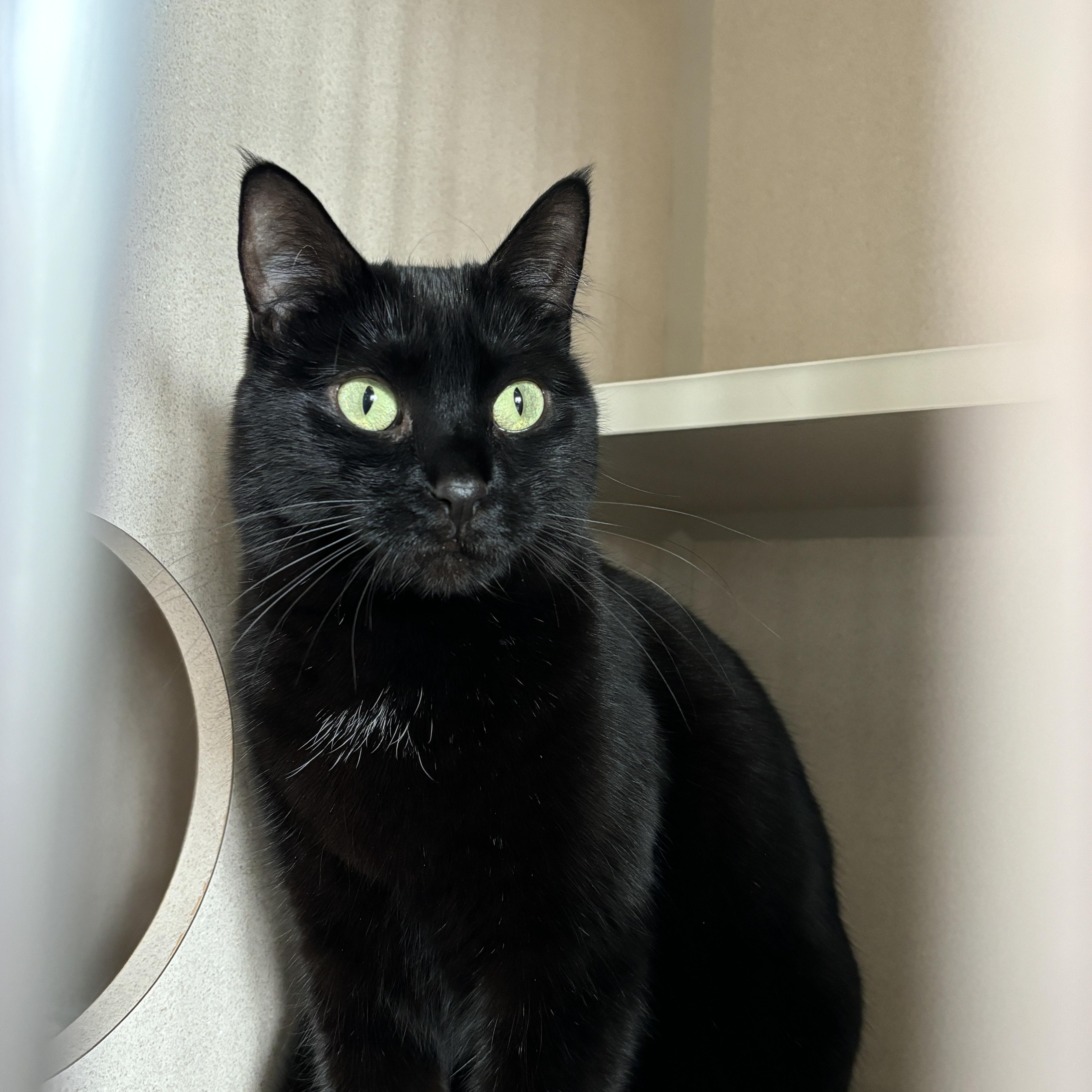 Taffy, Adoptable, Adult Female Domestic Short Hair.