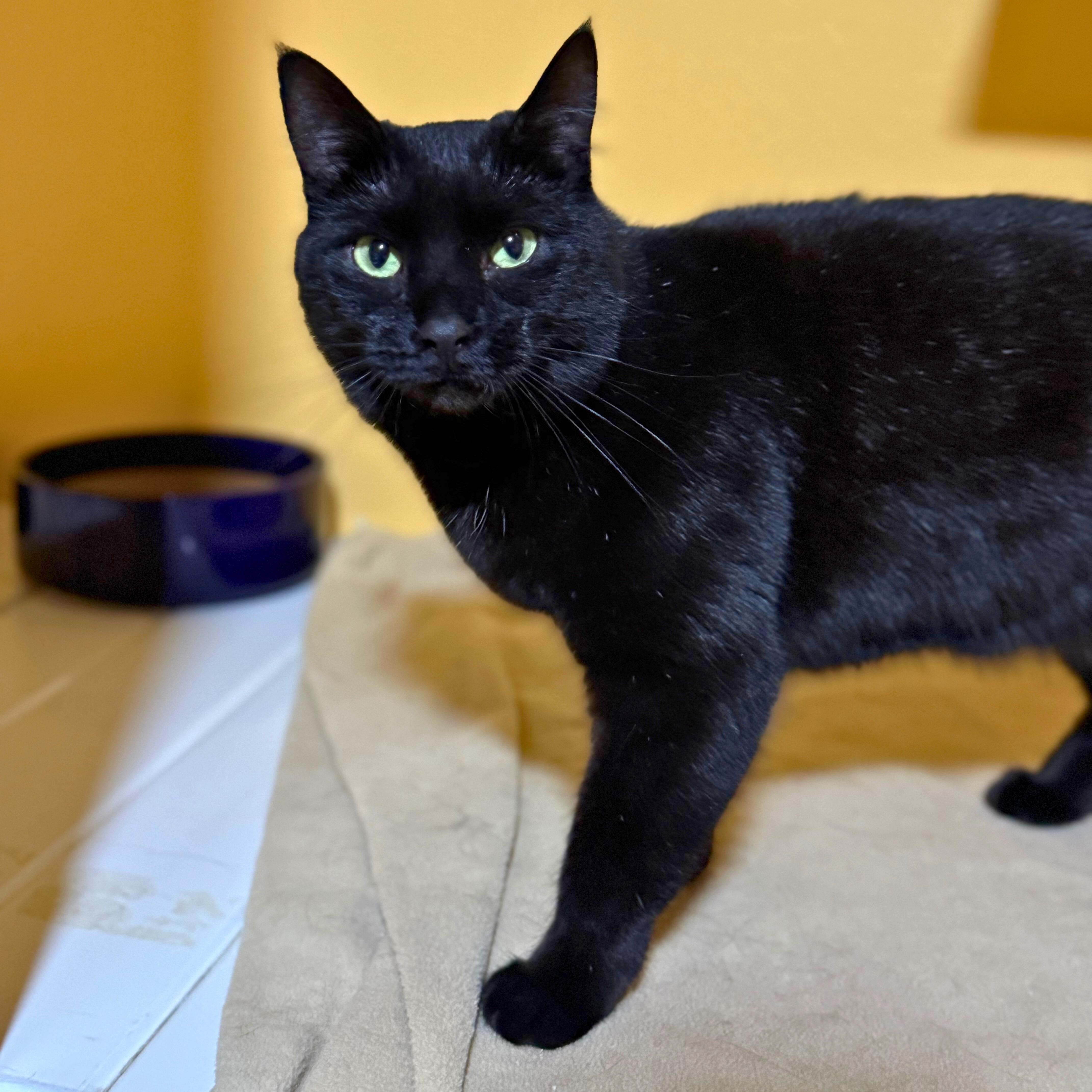 Taffy, a Adoptable Domestic Short Hair in Ridgway, CO image 2/6