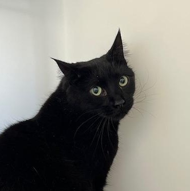 Taffy, an adoptable Domestic Short Hair in Ridgway, CO, 81432 | Photo Image 6