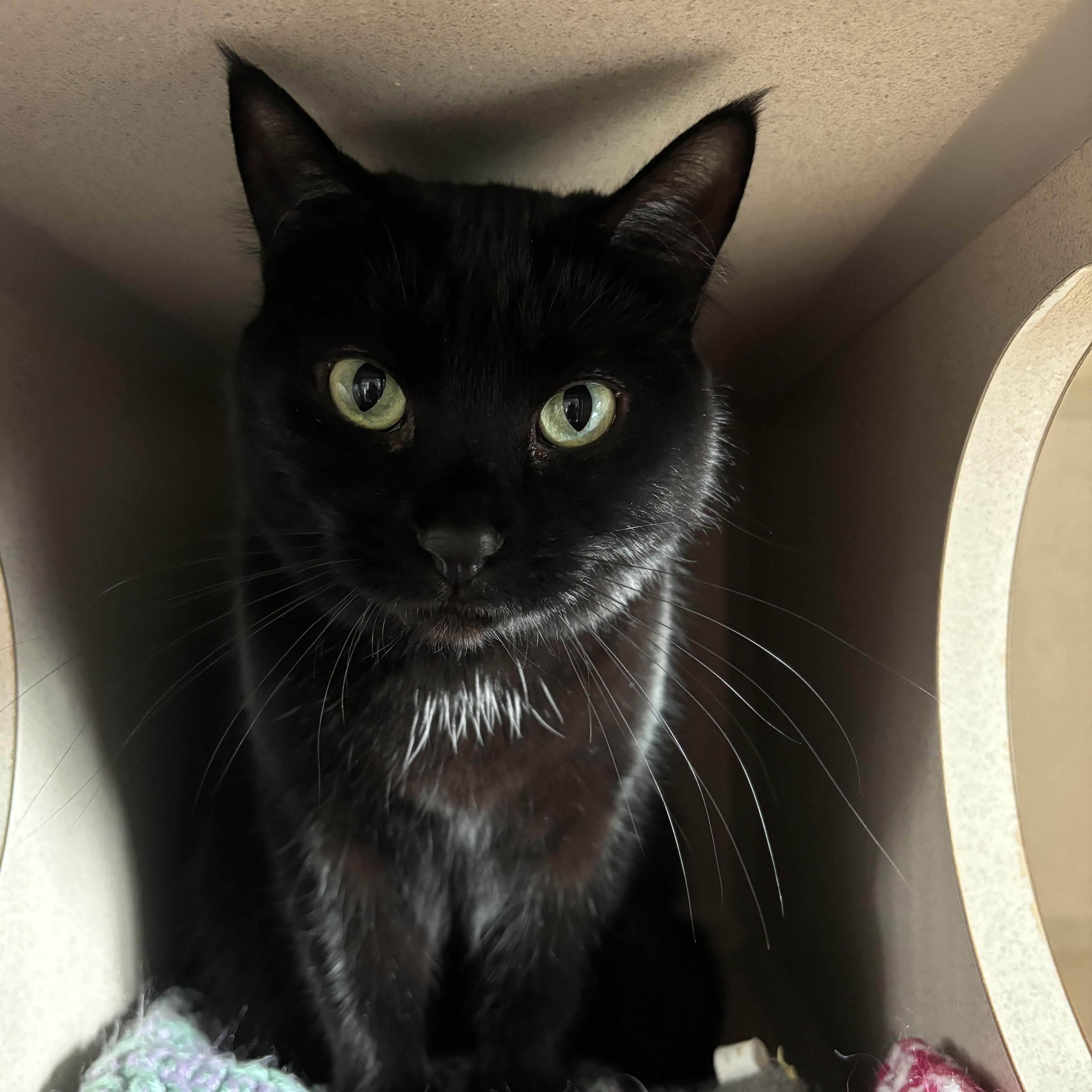 Taffy, an adoptable Domestic Short Hair in Ridgway, CO, 81432 | Photo Image 4