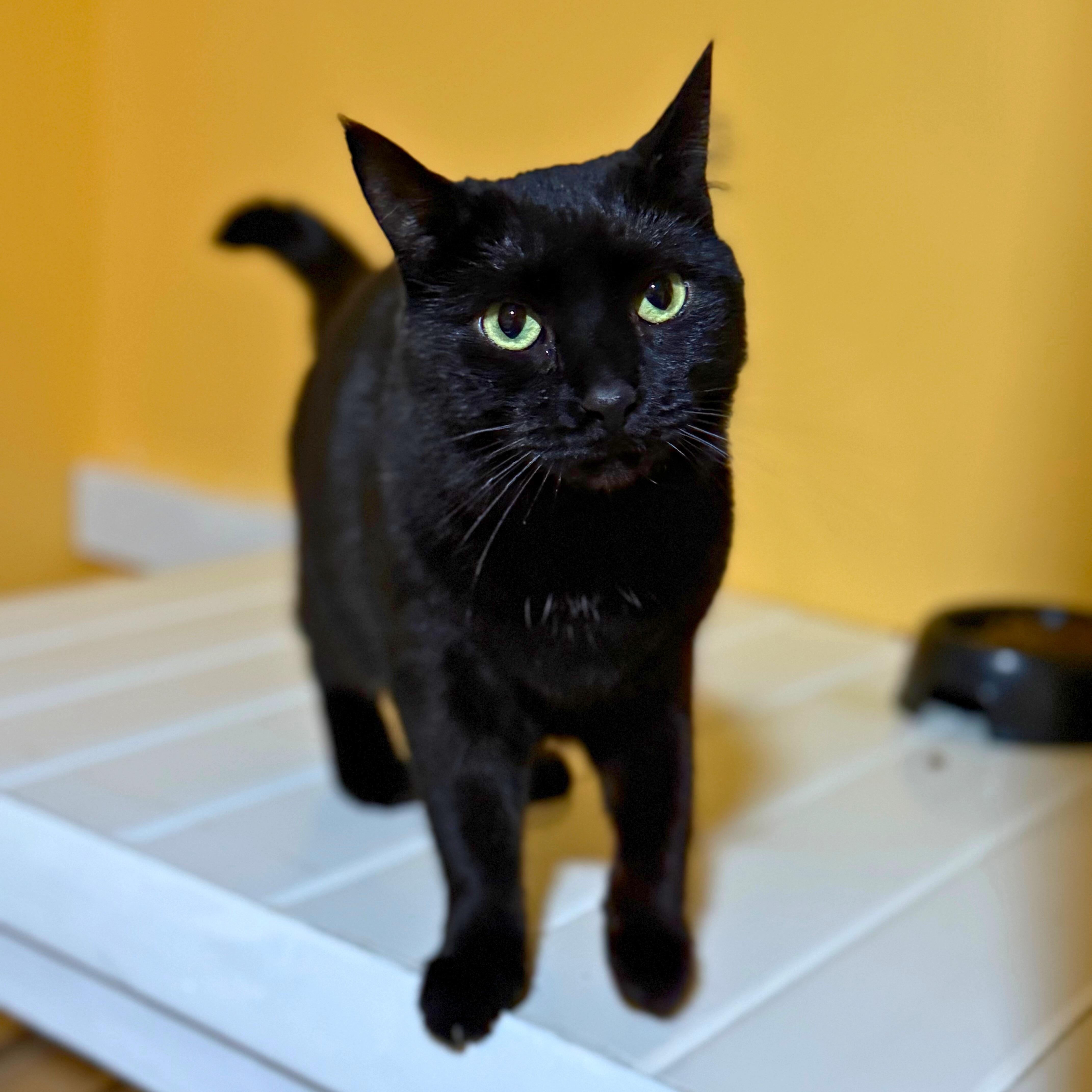 Taffy, Adoptable, Adult Female Domestic Short Hair.
