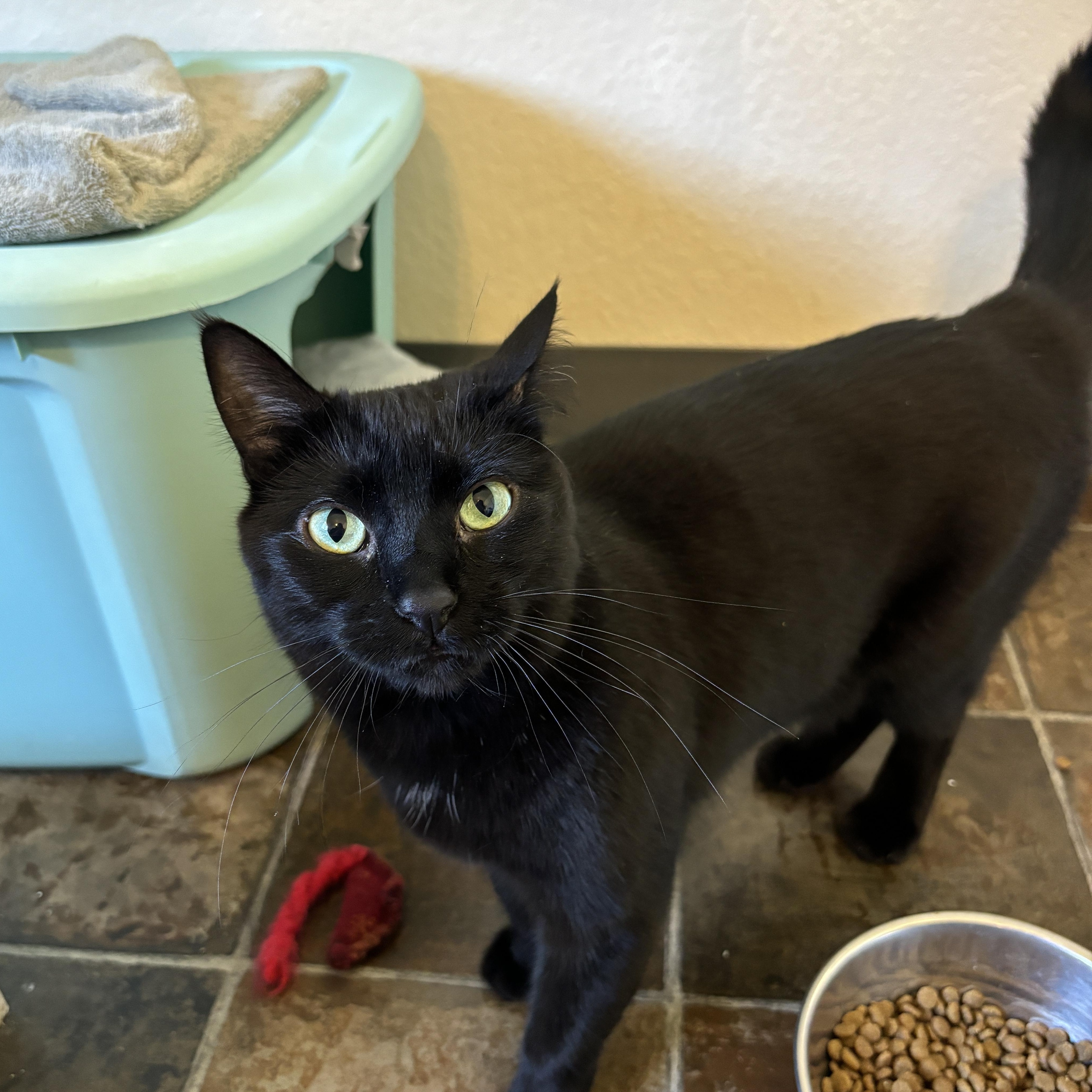 Taffy, a Adoptable Domestic Short Hair in Ridgway, CO image 5/6