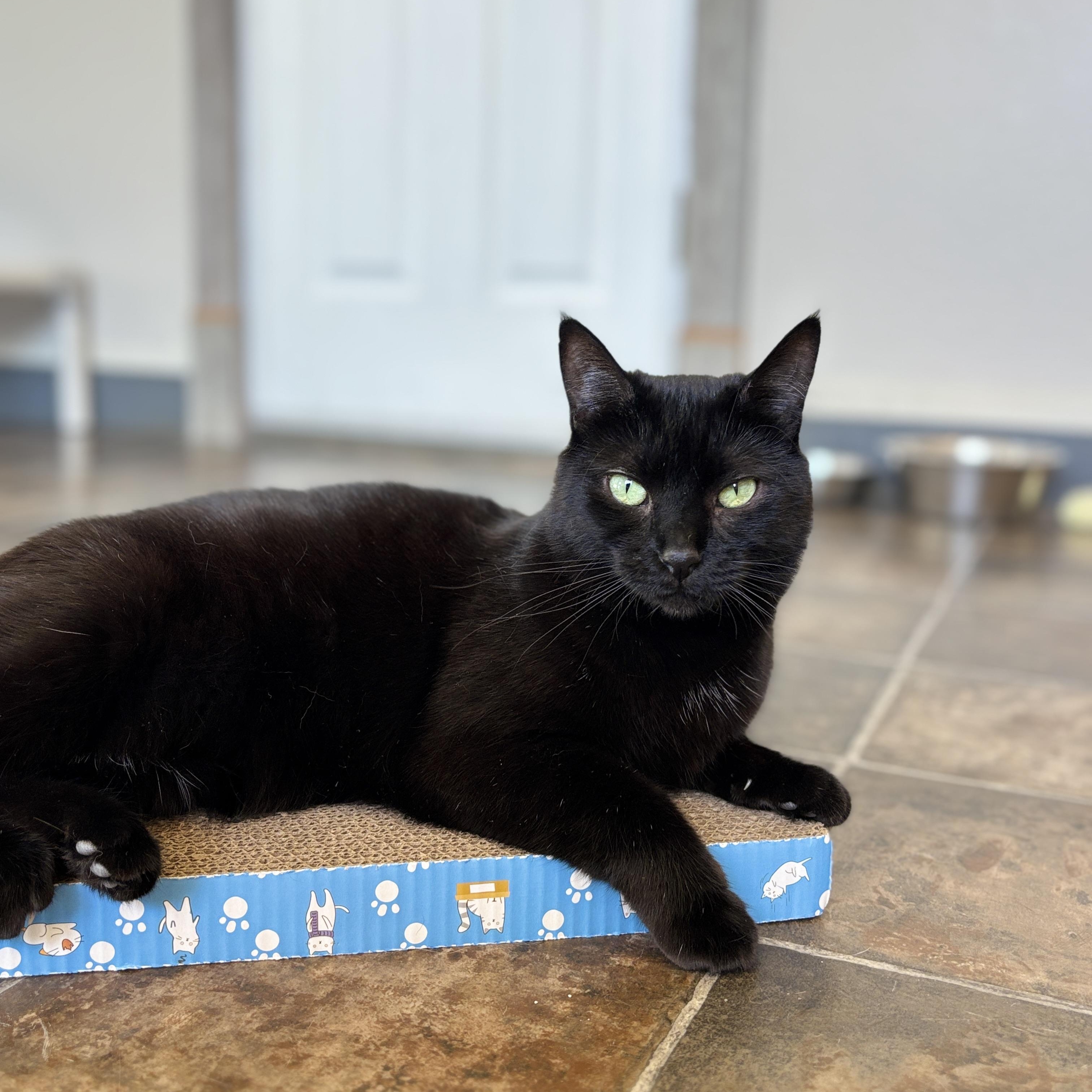 Taffy, a Adoptable Domestic Short Hair in Ridgway, CO image 4/6