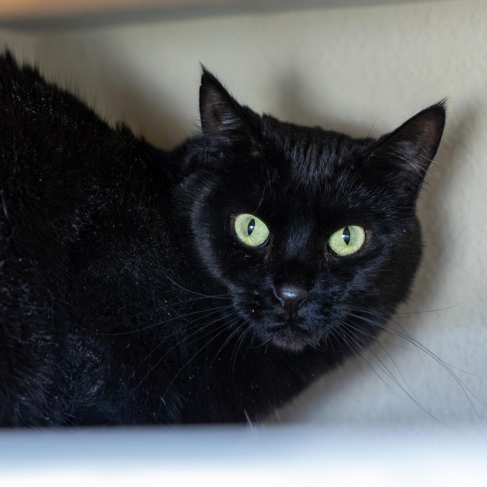 Enlarge Taffy, a Adoptable Domestic Short Hair in Ridgway, CO image 1/6