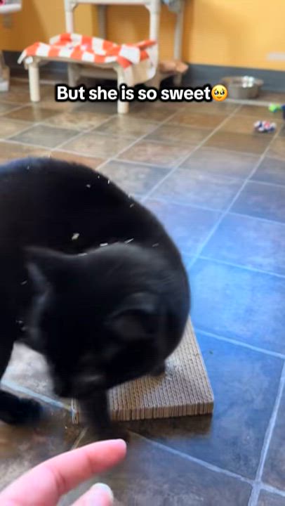 Enlarge Taffy, a Adoptable Domestic Short Hair in Ridgway, CO video 6/6