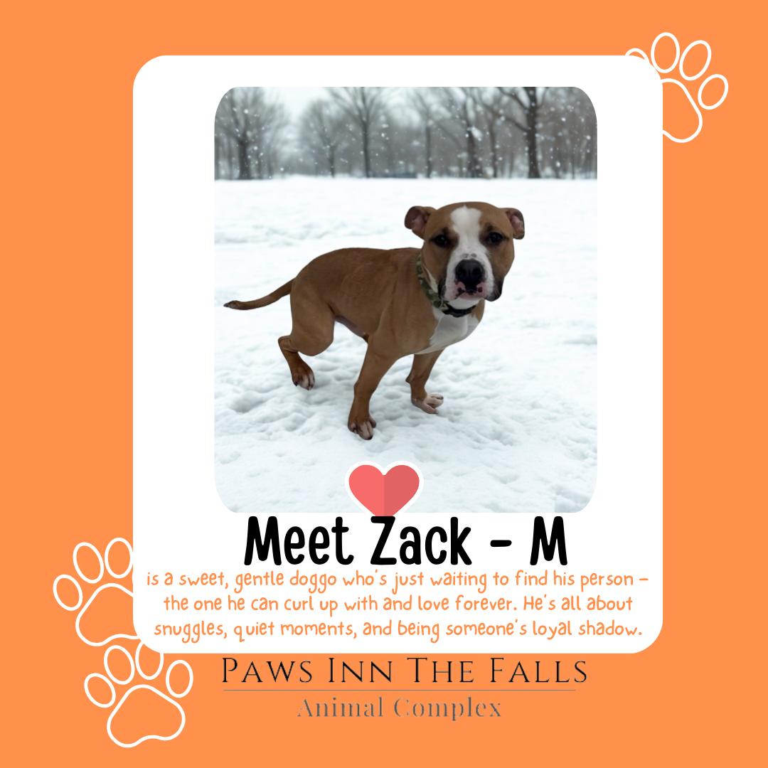 Zack, ADOPTABLE, Adult Male Pit Bull Terrier.
