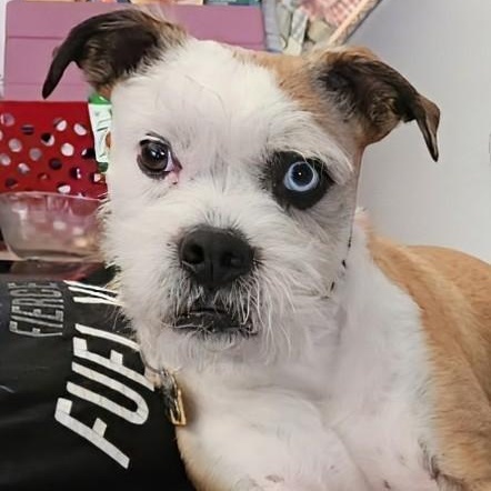 Enlarge WINSTON , a ADOPTABLE mixed breed in Marana, AZ image 2/2