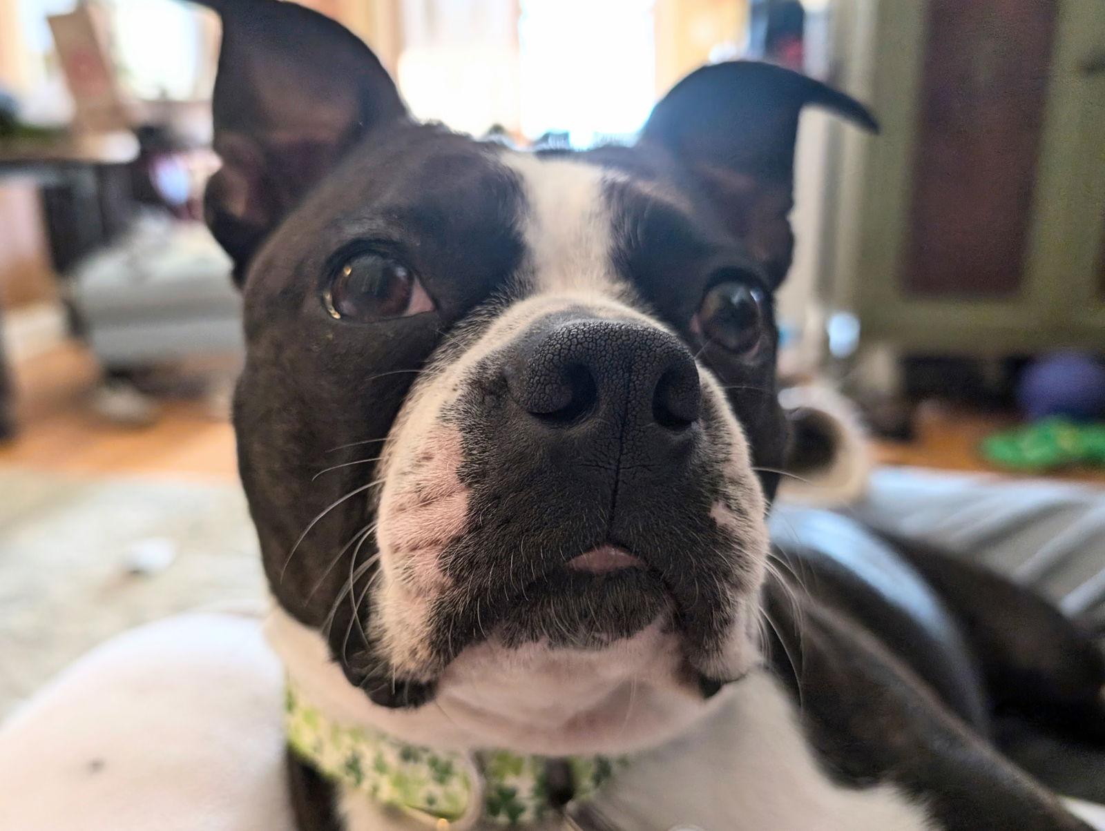 Callie, Adopted, Adult Female Boston Terrier.