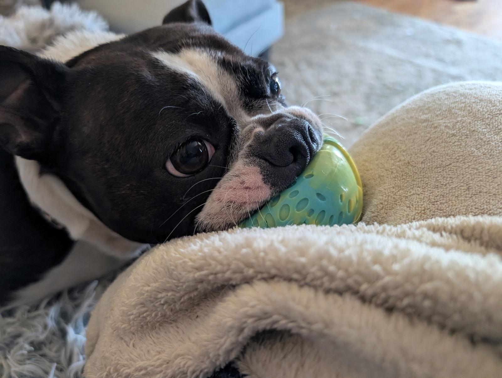 Enlarge Callie, a Adopted Boston Terrier in Lutherville, MD image 2/3