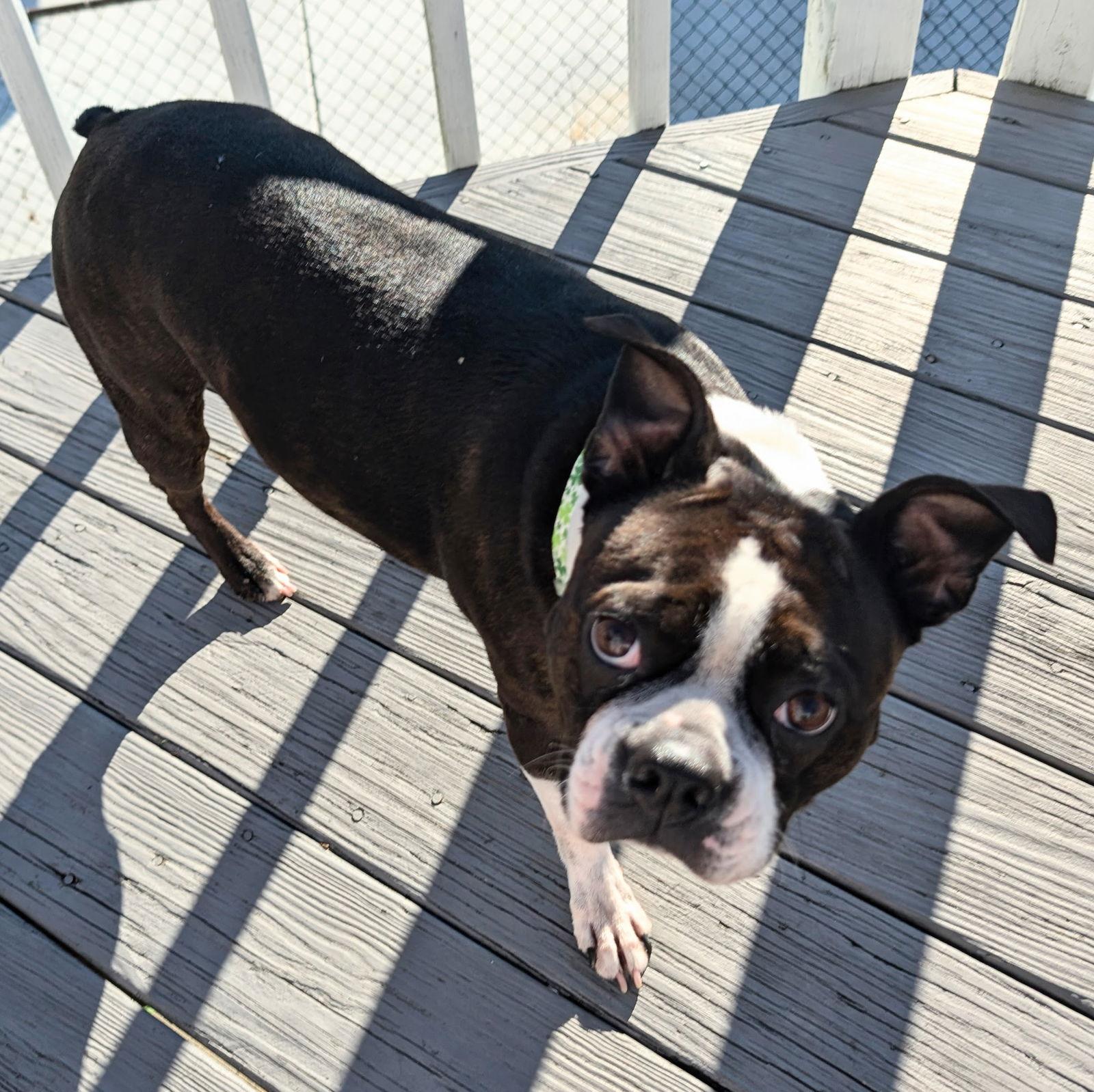 Enlarge Callie, a Adopted Boston Terrier in Lutherville, MD image 3/3