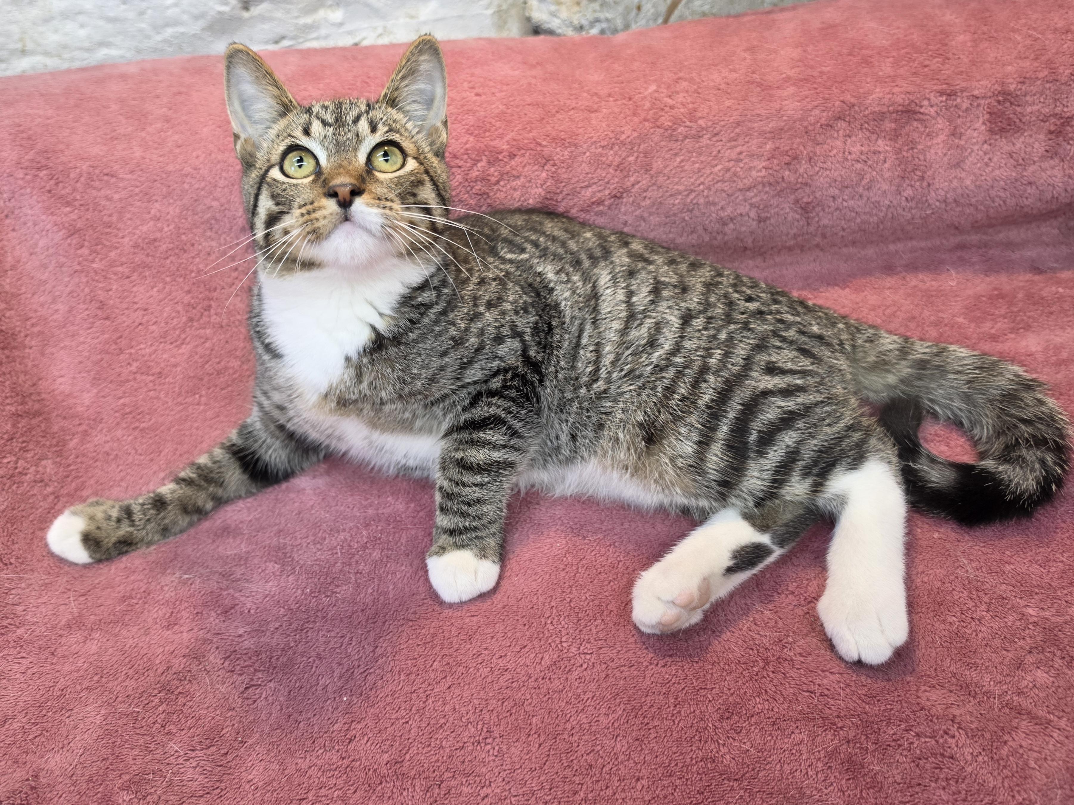 Enlarge Flynn, a Adoptable Domestic Short Hair in Avon, OH image 2/5