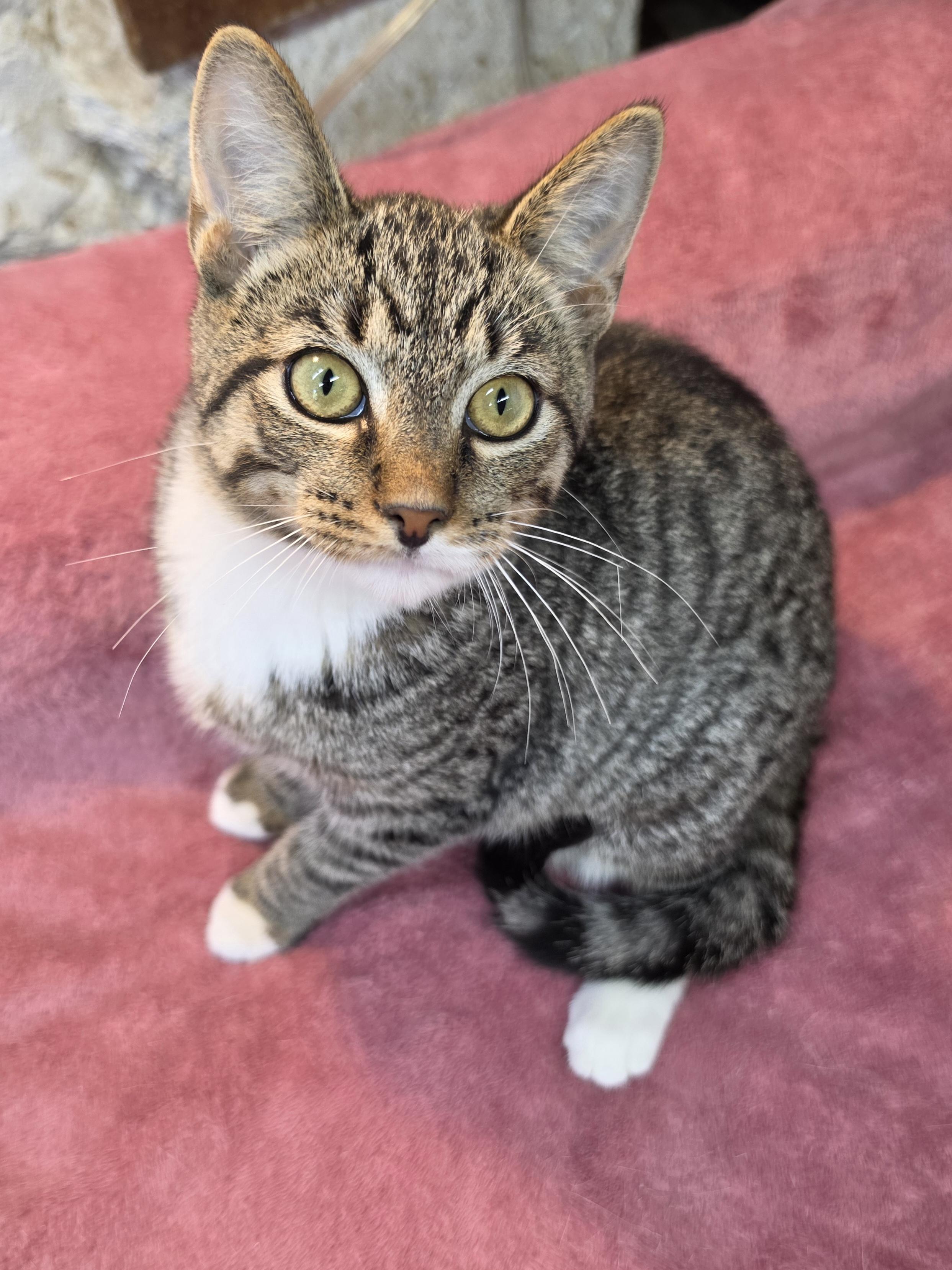Enlarge Flynn, a Adoptable Domestic Short Hair in Avon, OH image 3/5