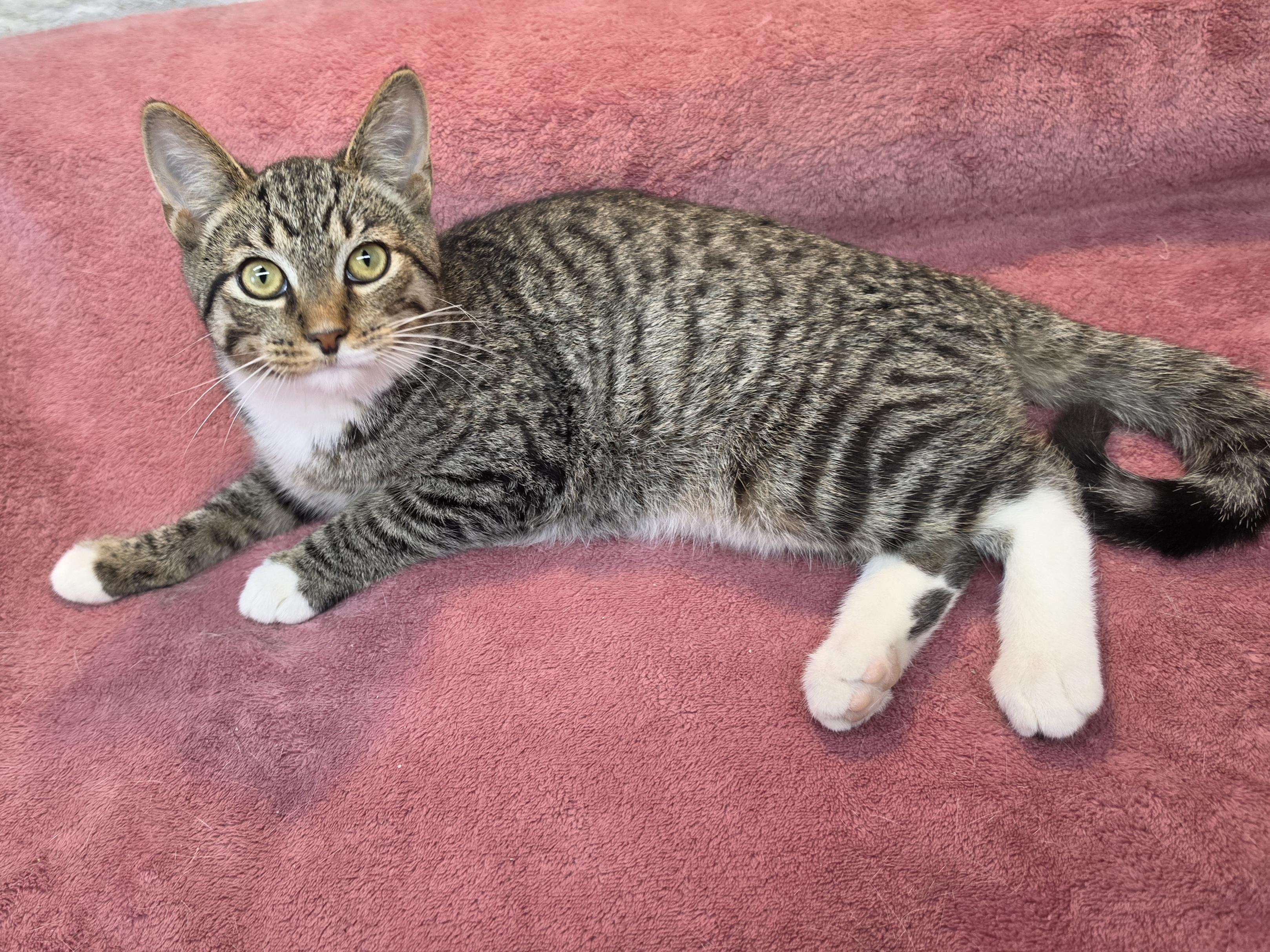 Flynn, Adoptable, Kitten Male Domestic Short Hair.