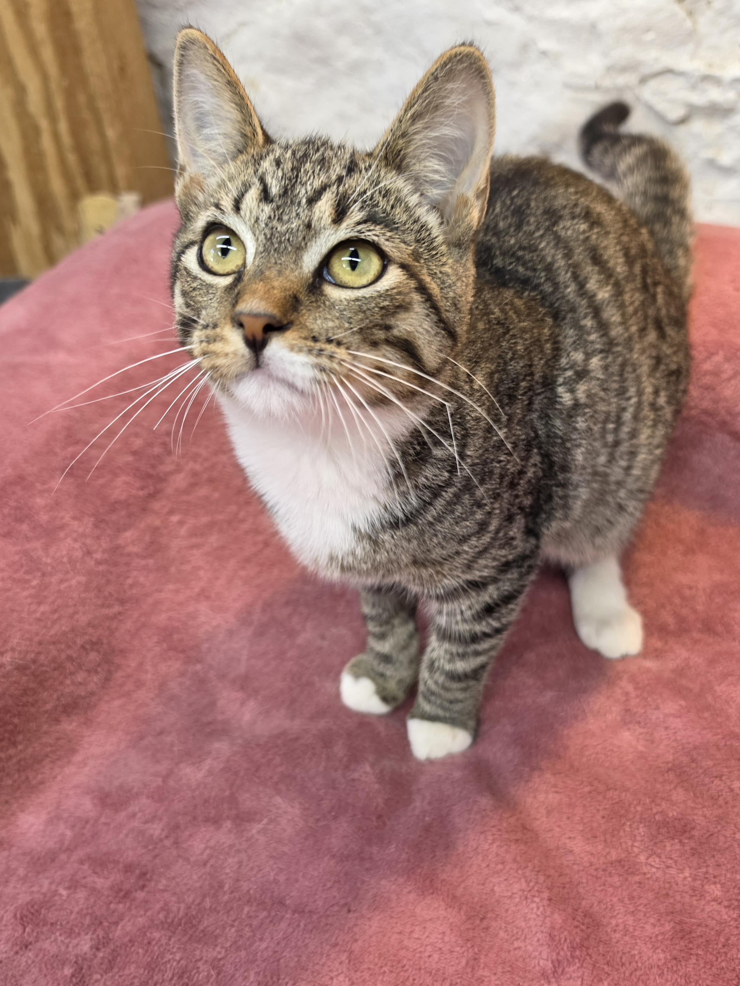 Enlarge Flynn, a Adoptable Domestic Short Hair in Avon, OH image 5/5