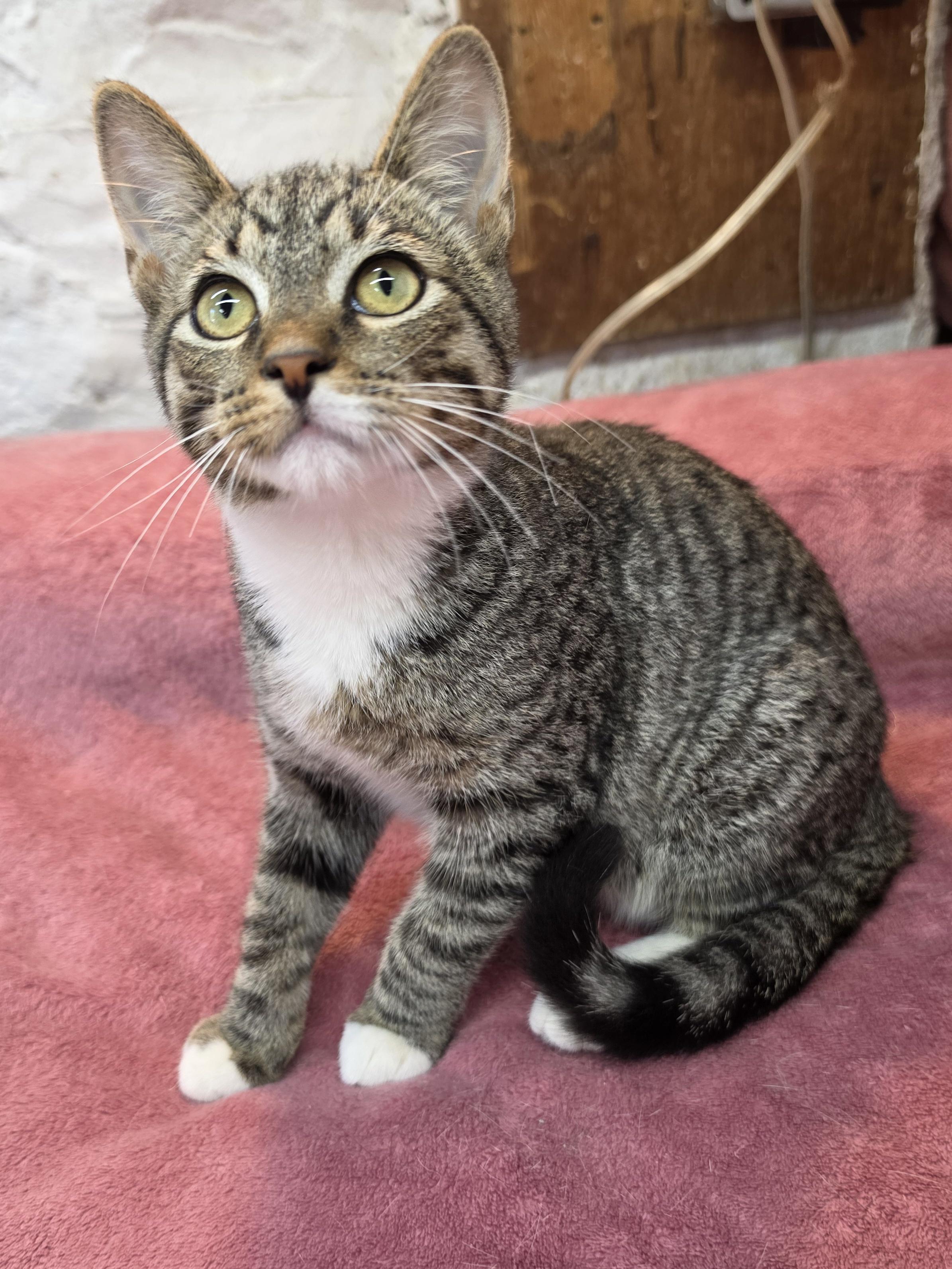 Enlarge Flynn, a Adoptable Domestic Short Hair in Avon, OH image 4/5