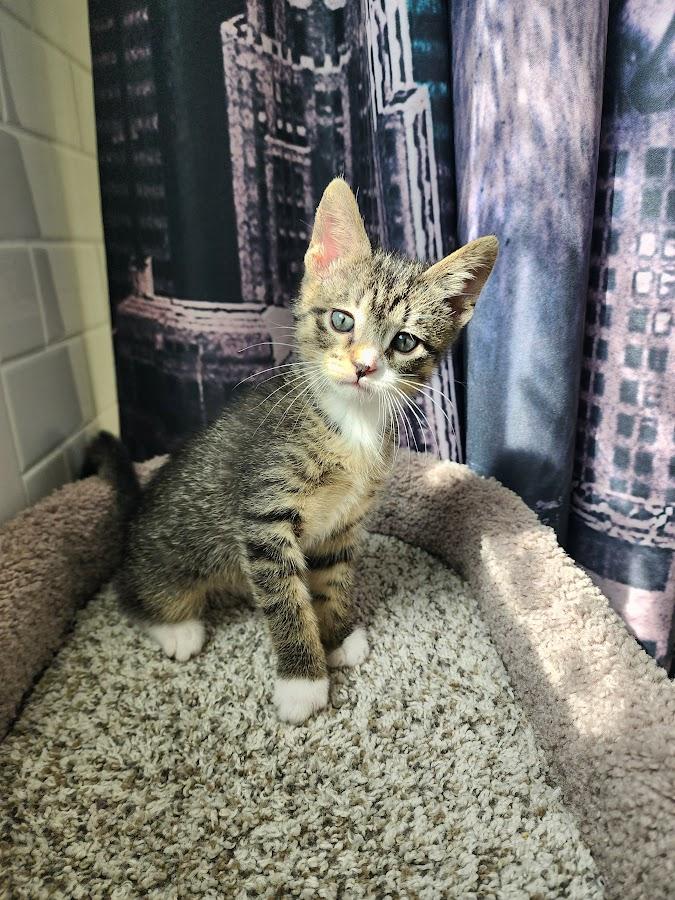Louie