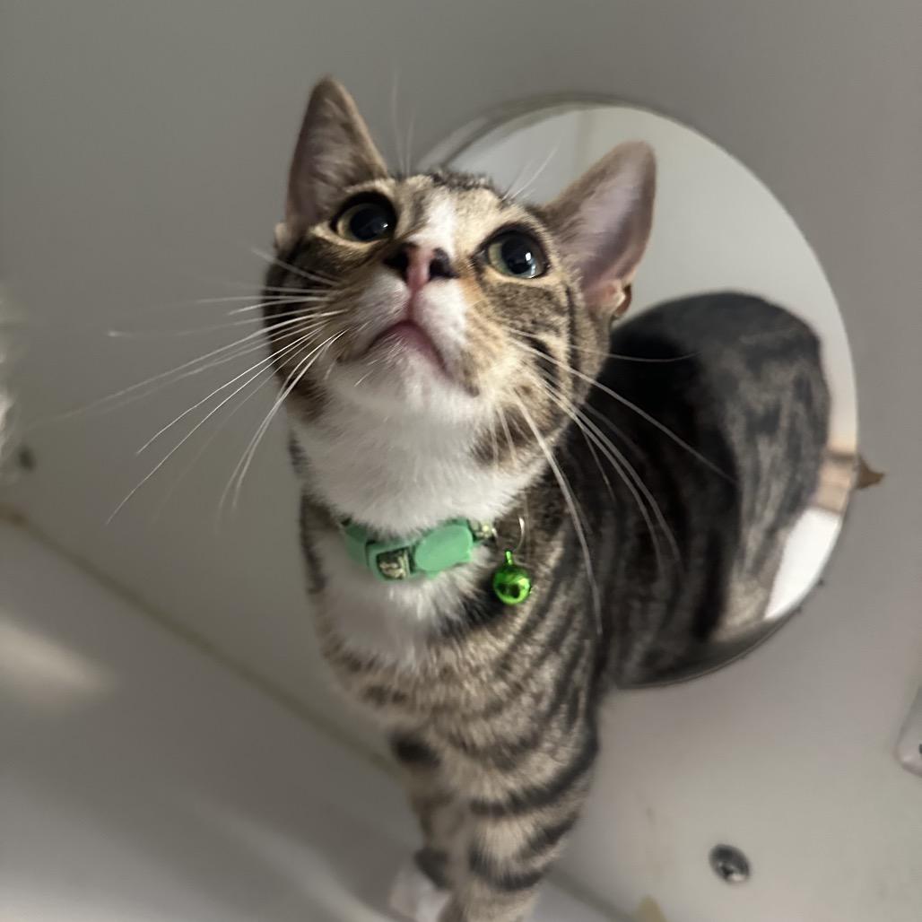 Dexter, adopted, Young Male Domestic Short Hair.