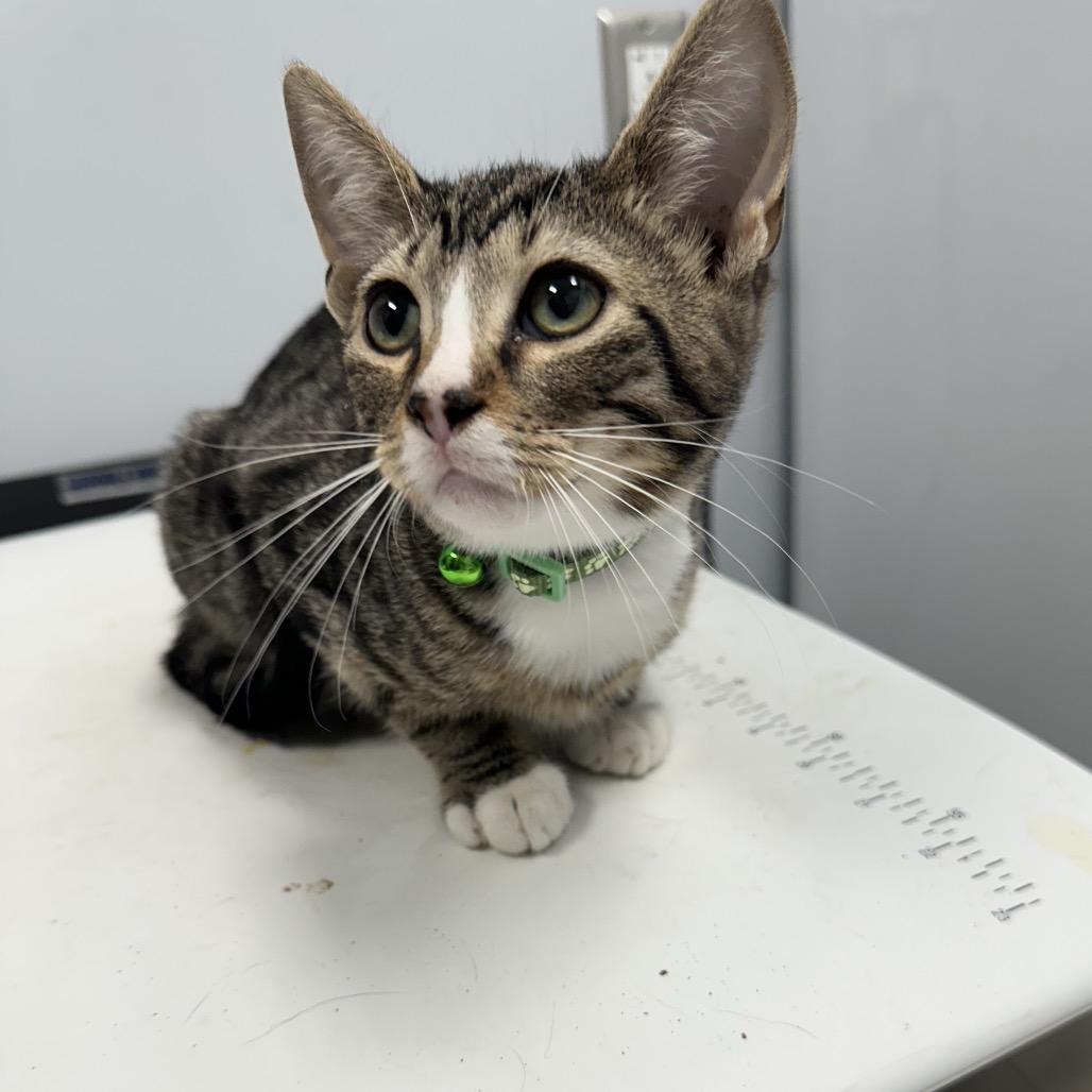 Dexter, an adopted Domestic Short Hair in Clinton, IL image 2/2