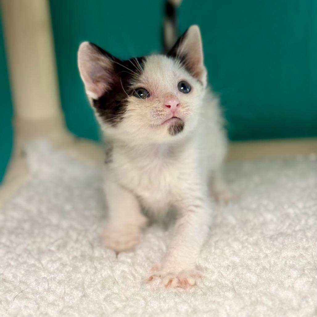 Charlie, a Adoptable Domestic Short Hair in Chariton, IA image 1/4