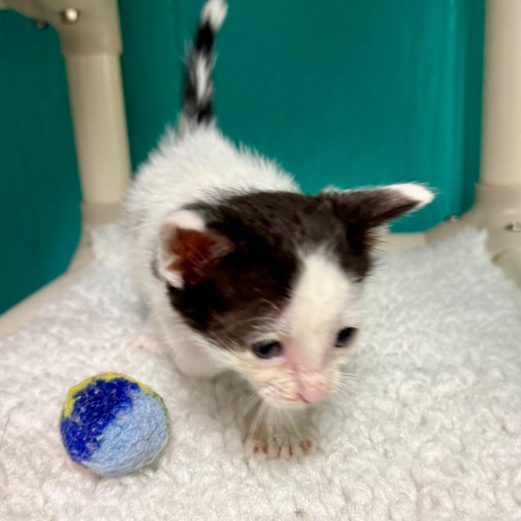 Charlie, a Adoptable Domestic Short Hair in Chariton, IA image 2/4