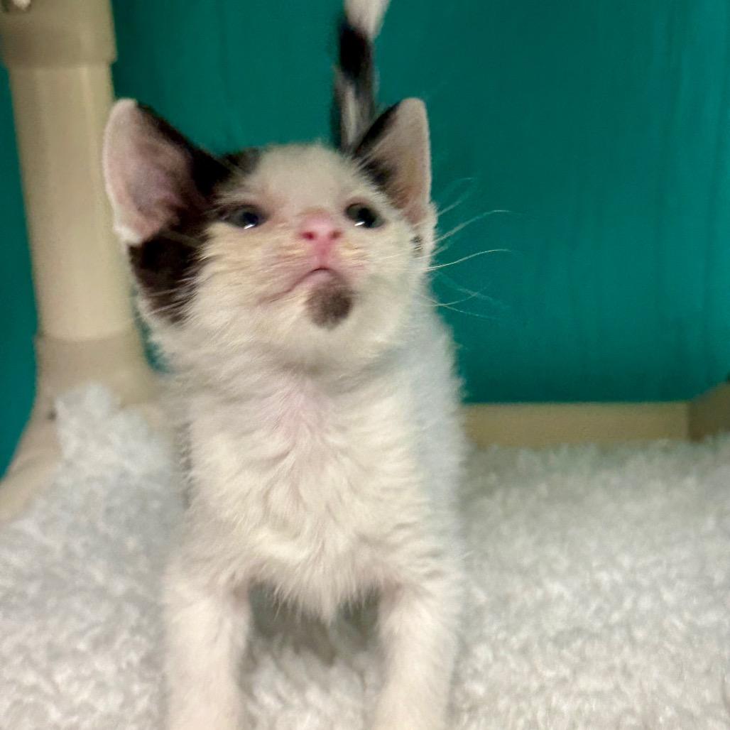 Charlie, a Adoptable Domestic Short Hair in Chariton, IA image 3/4