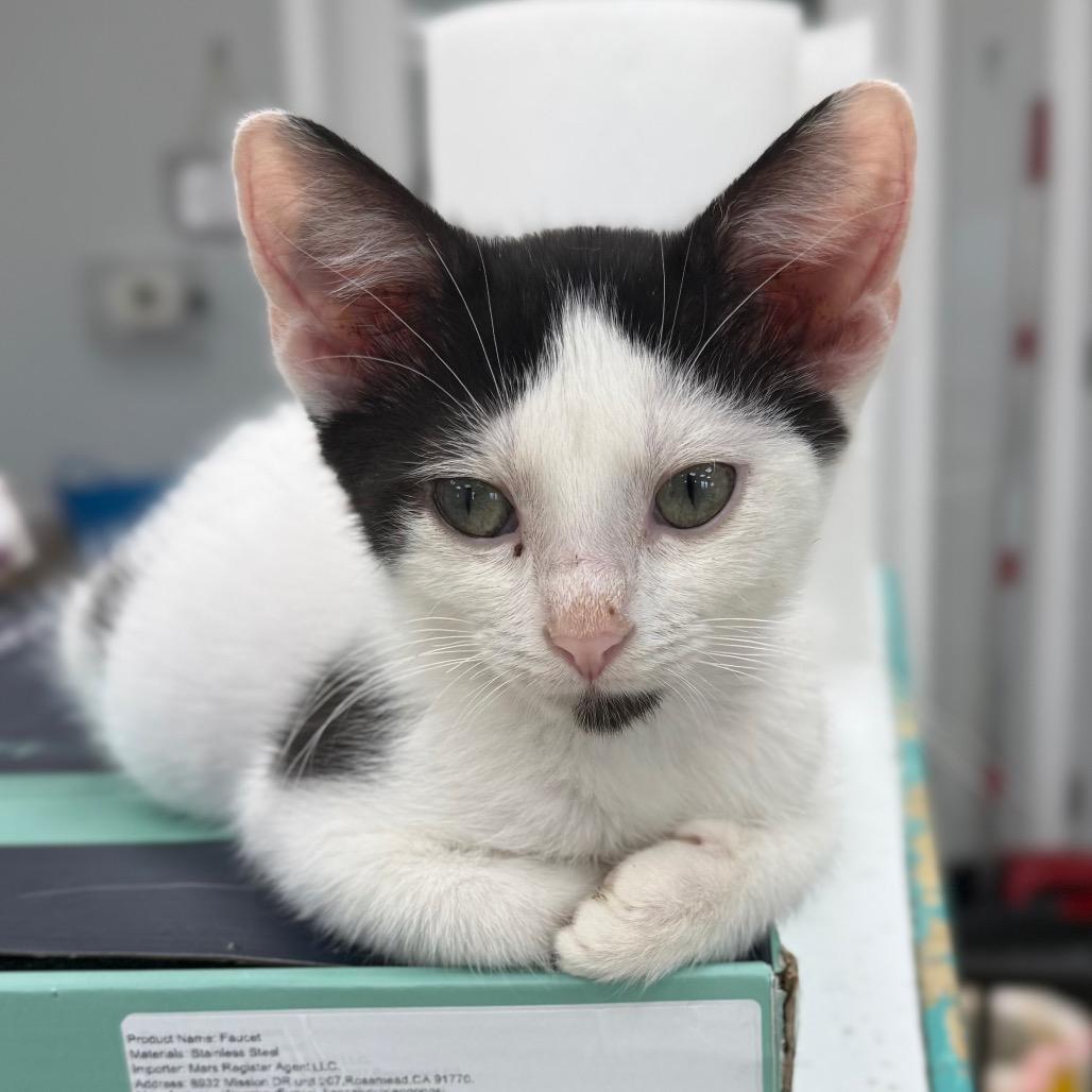 Charlie, a Adoptable Domestic Short Hair in Chariton, IA image 5/6