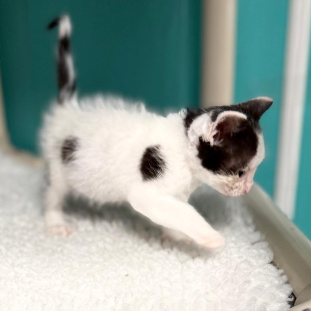 Charlie, a Adoptable Domestic Short Hair in Chariton, IA image 4/4