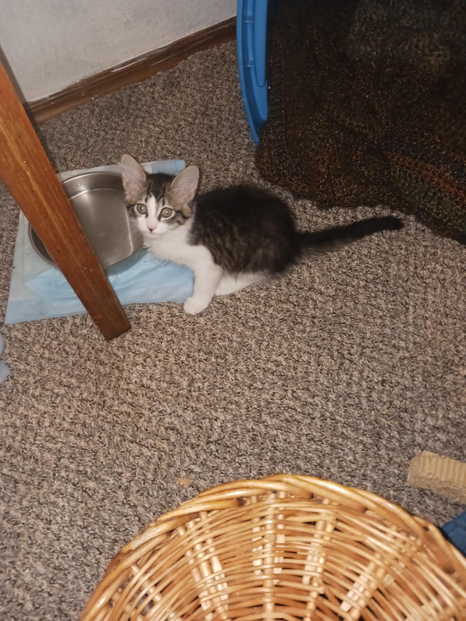 Daisy, adoptable, Kitten Female Domestic Long Hair.