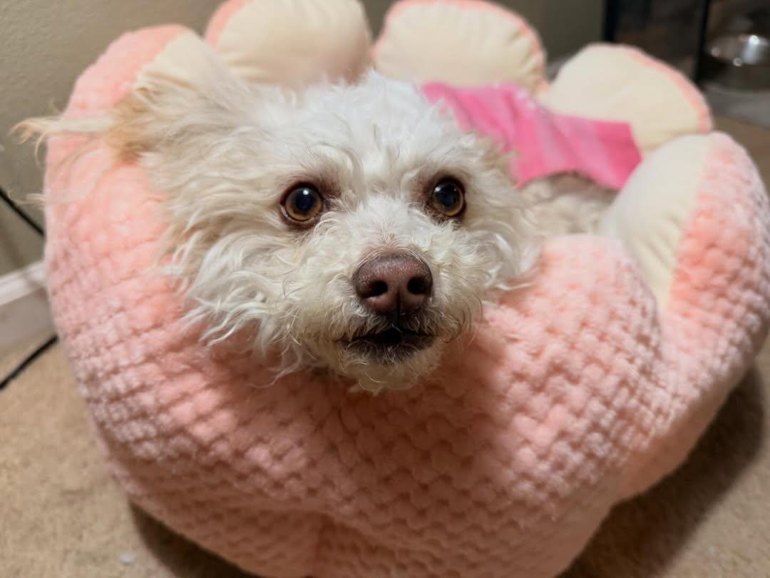 FooFoo, an adopted mixed breed in Detroit, MI image 3/5