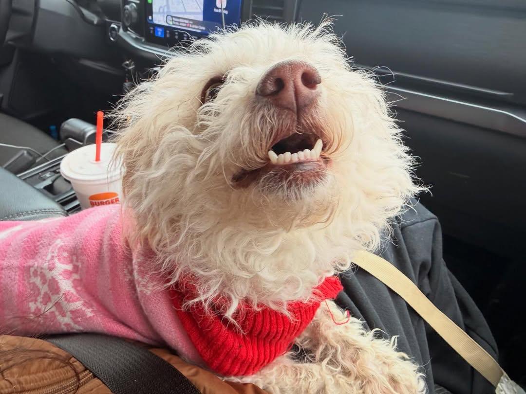 FooFoo, an adopted mixed breed in Detroit, MI image 5/5